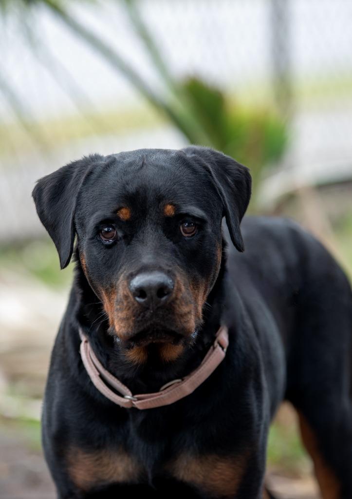 Emma, Adoptable, Adult Female Mixed Breed.