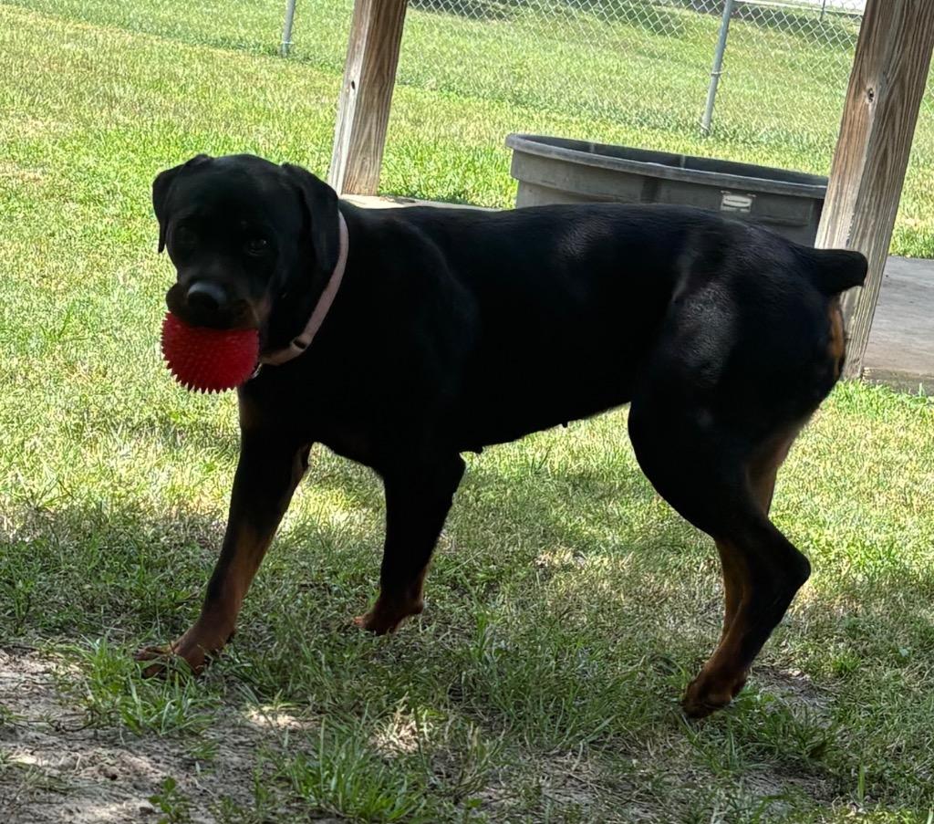 Emma, a Adoptable Mixed Breed in Ocala, FL image 2/5