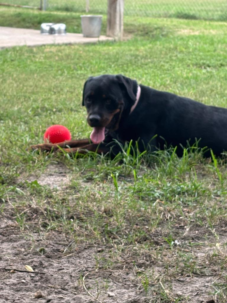 Emma, a Adoptable Mixed Breed in Ocala, FL image 3/5