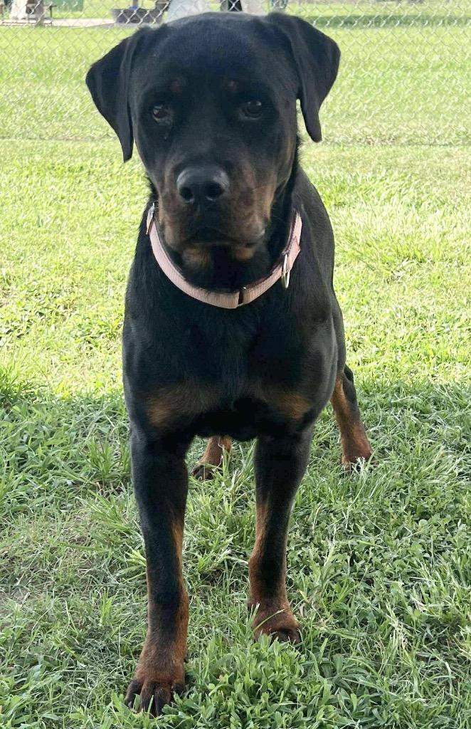 Emma, a Adoptable Mixed Breed in Ocala, FL image 4/5