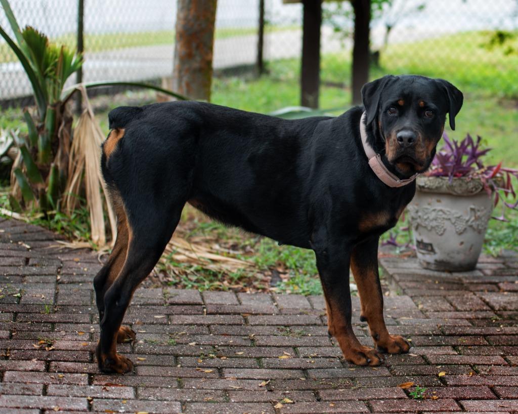 Emma, a Adoptable Mixed Breed in Ocala, FL image 5/5
