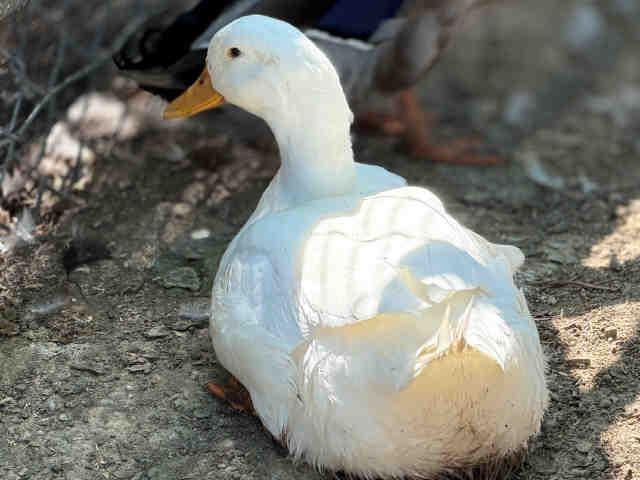 A1952366, Adoptable, Adult Male Duck.