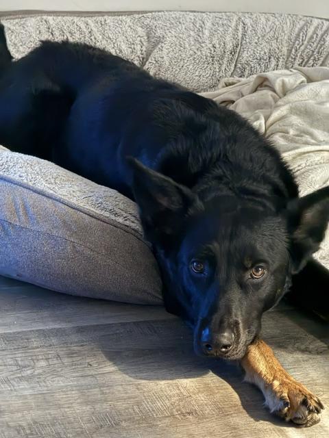 Mamba, a ADOPTABLE German Shepherd Dog in Roswell, GA image 2/2