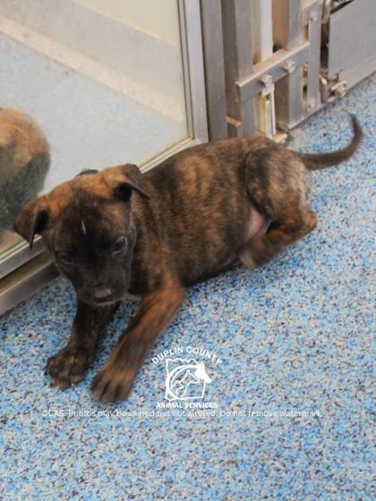 Enlarge TERA, a Adoptable mixed breed in Kenansville, NC image 1/3