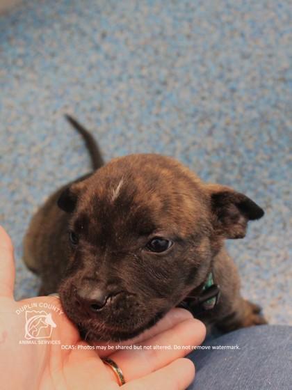 Enlarge TERA, a Adoptable mixed breed in Kenansville, NC image 2/3