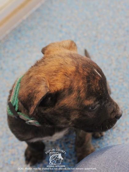 Enlarge TERA, a Adoptable mixed breed in Kenansville, NC image 3/3