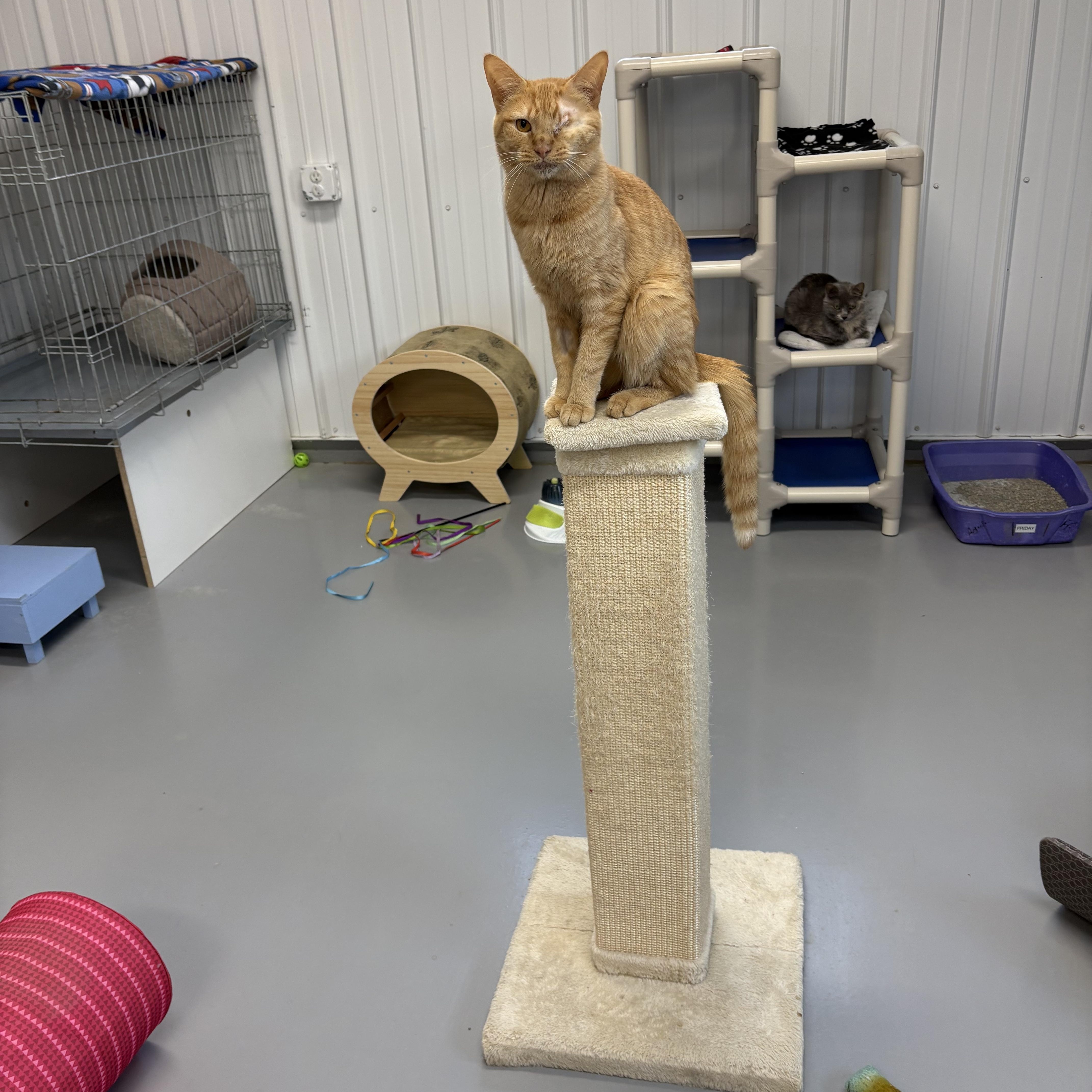 Enlarge Aslan, a Adopted American Shorthair in Big Rapids, MI image 2/5