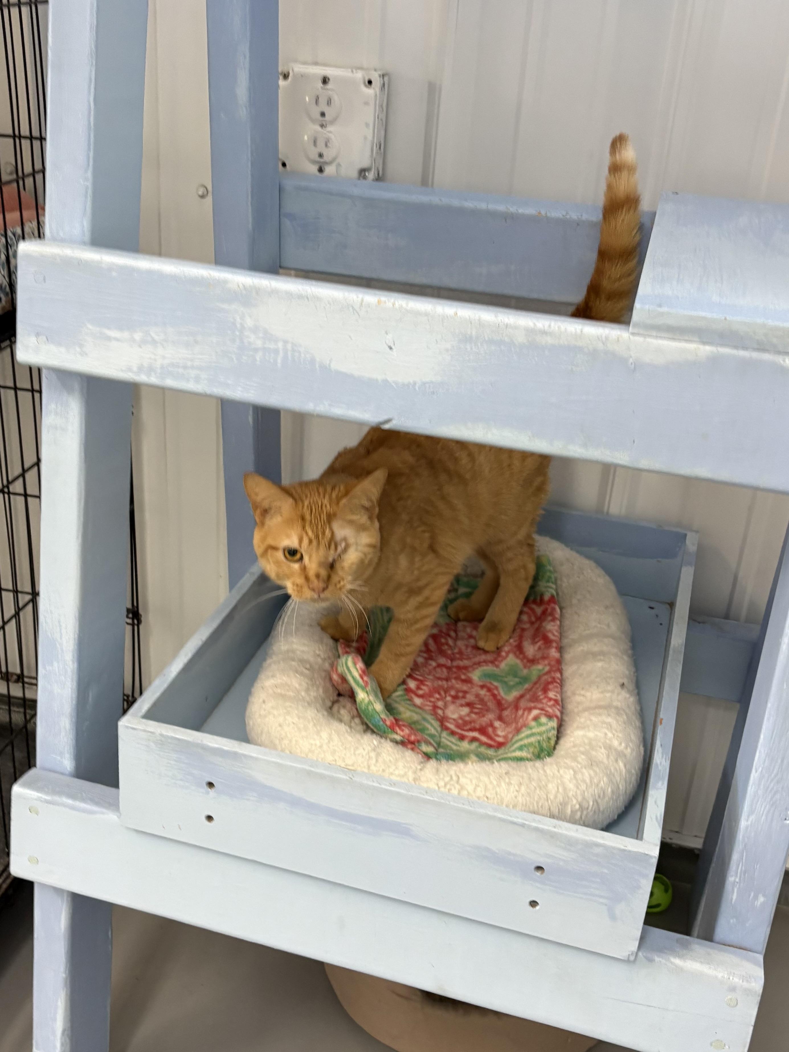 Enlarge Aslan, a Adopted American Shorthair in Big Rapids, MI image 3/5
