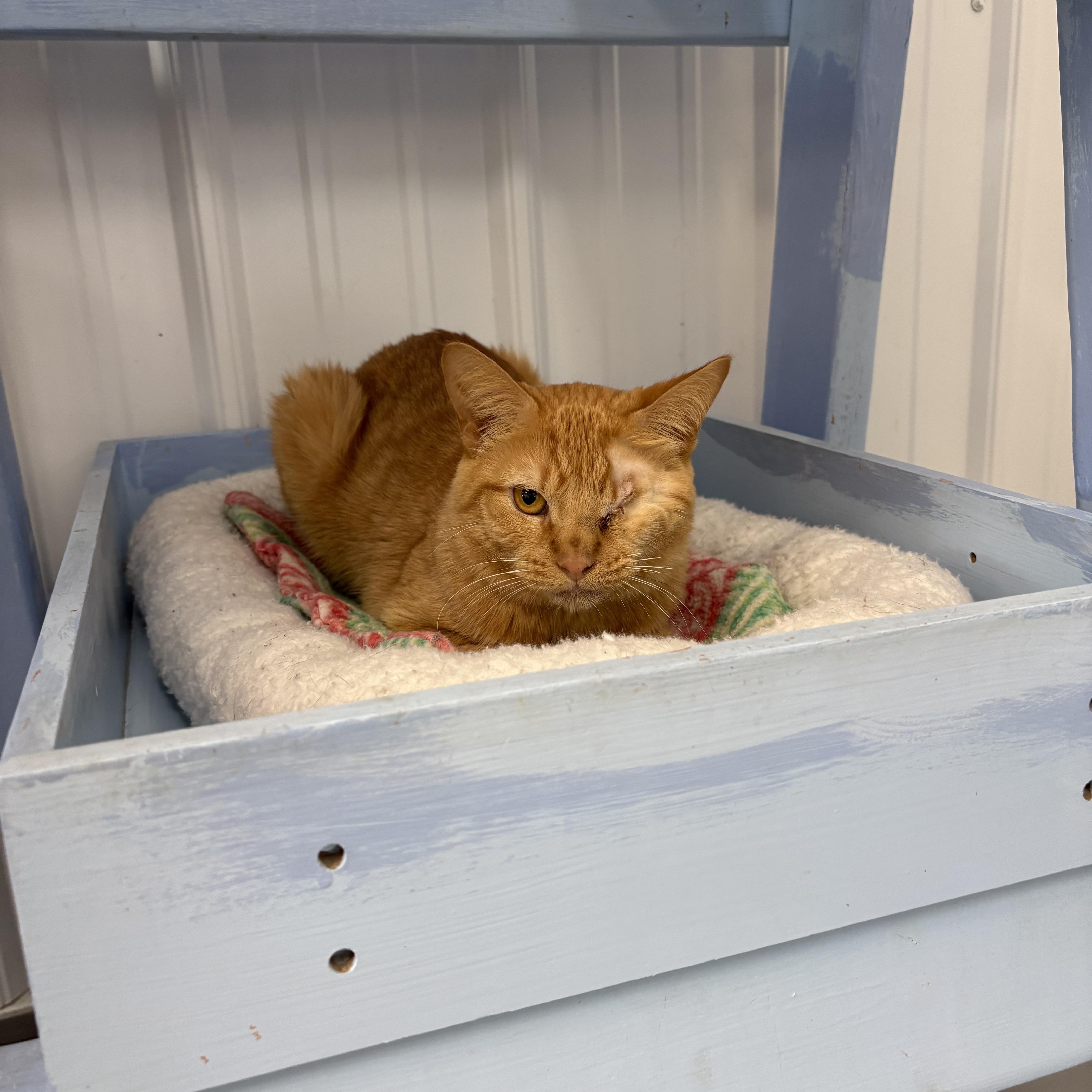 Enlarge Aslan, a Adopted American Shorthair in Big Rapids, MI image 4/5