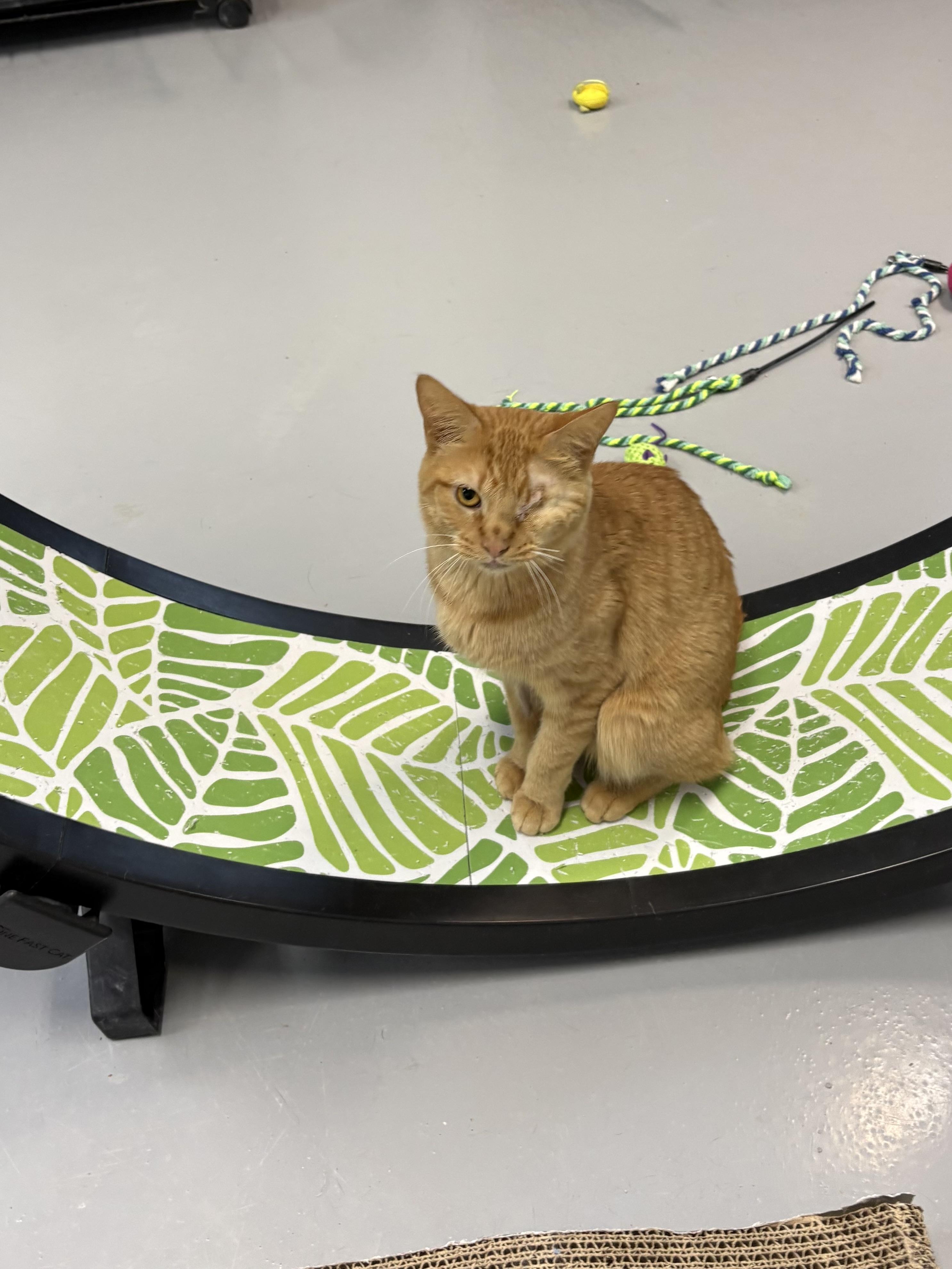 Enlarge Aslan, a Adopted American Shorthair in Big Rapids, MI image 5/5