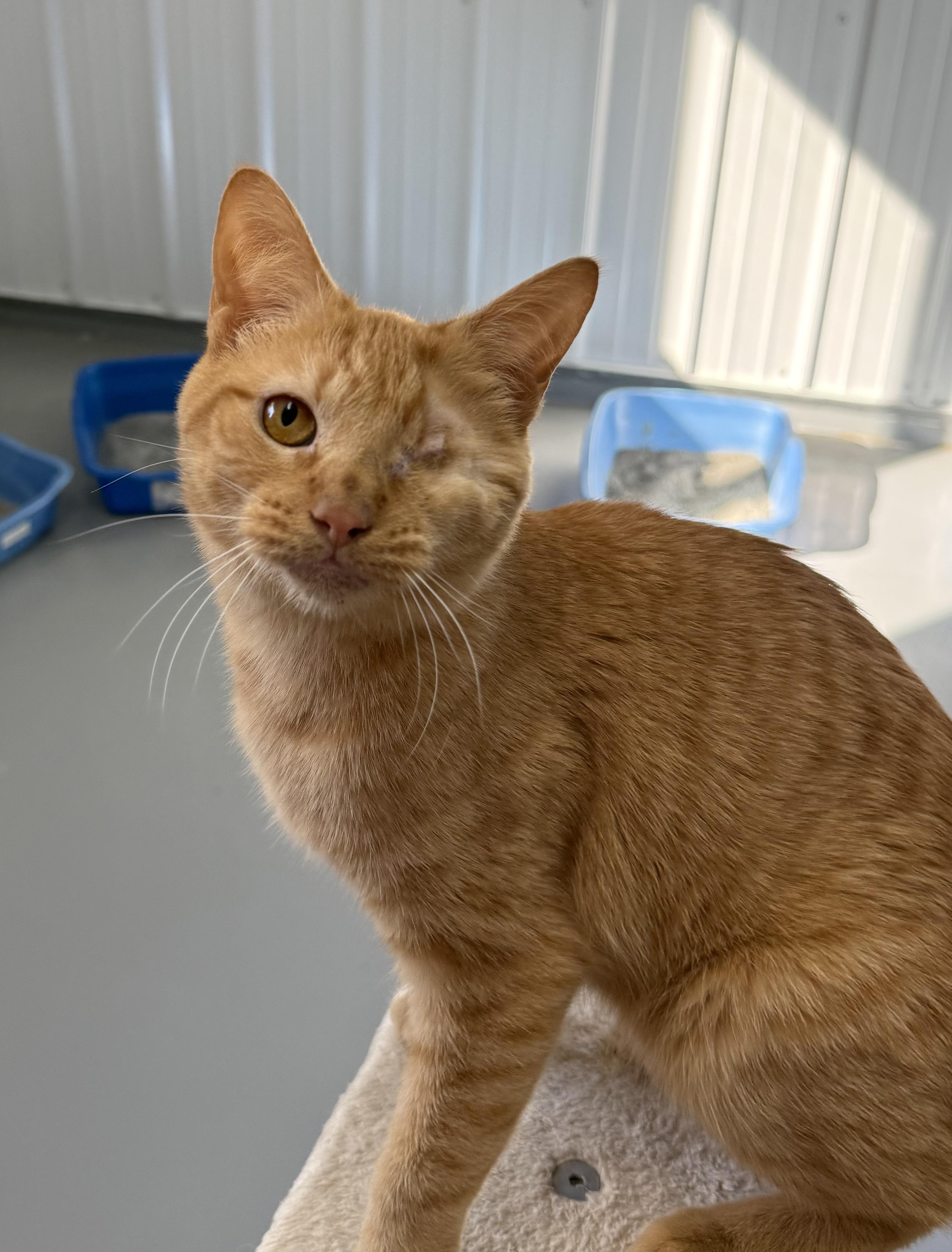 Aslan, Adopted, Adult Male American Shorthair.