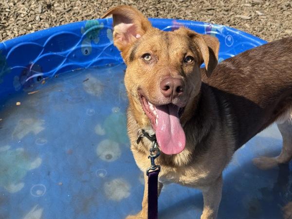 Enlarge Scrabble, a Adoptable mixed breed in Portland, OR image 1/1