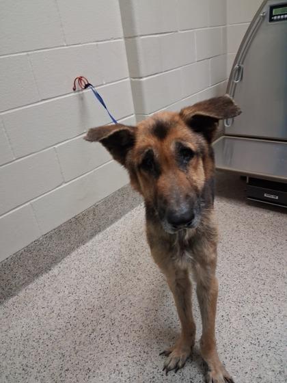 Enlarge Chase, a Adoptable mixed breed in Gray, LA image 1/2