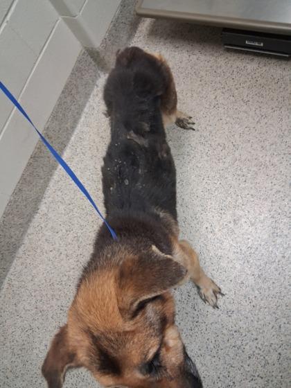 Enlarge Chase, a Adoptable mixed breed in Gray, LA image 2/2