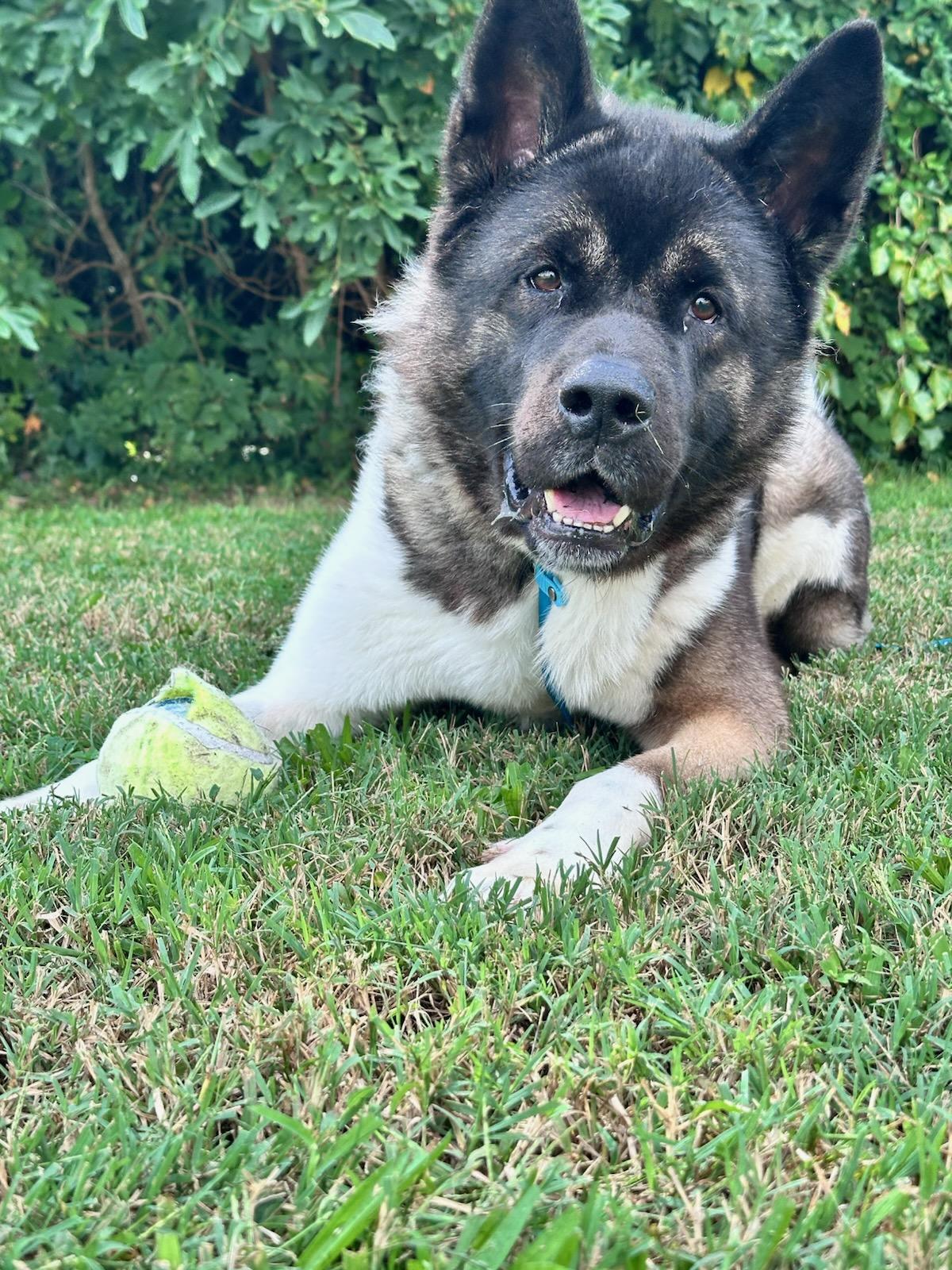 Enlarge Milo, a Adopted Akita in Clayton, NJ image 1/1
