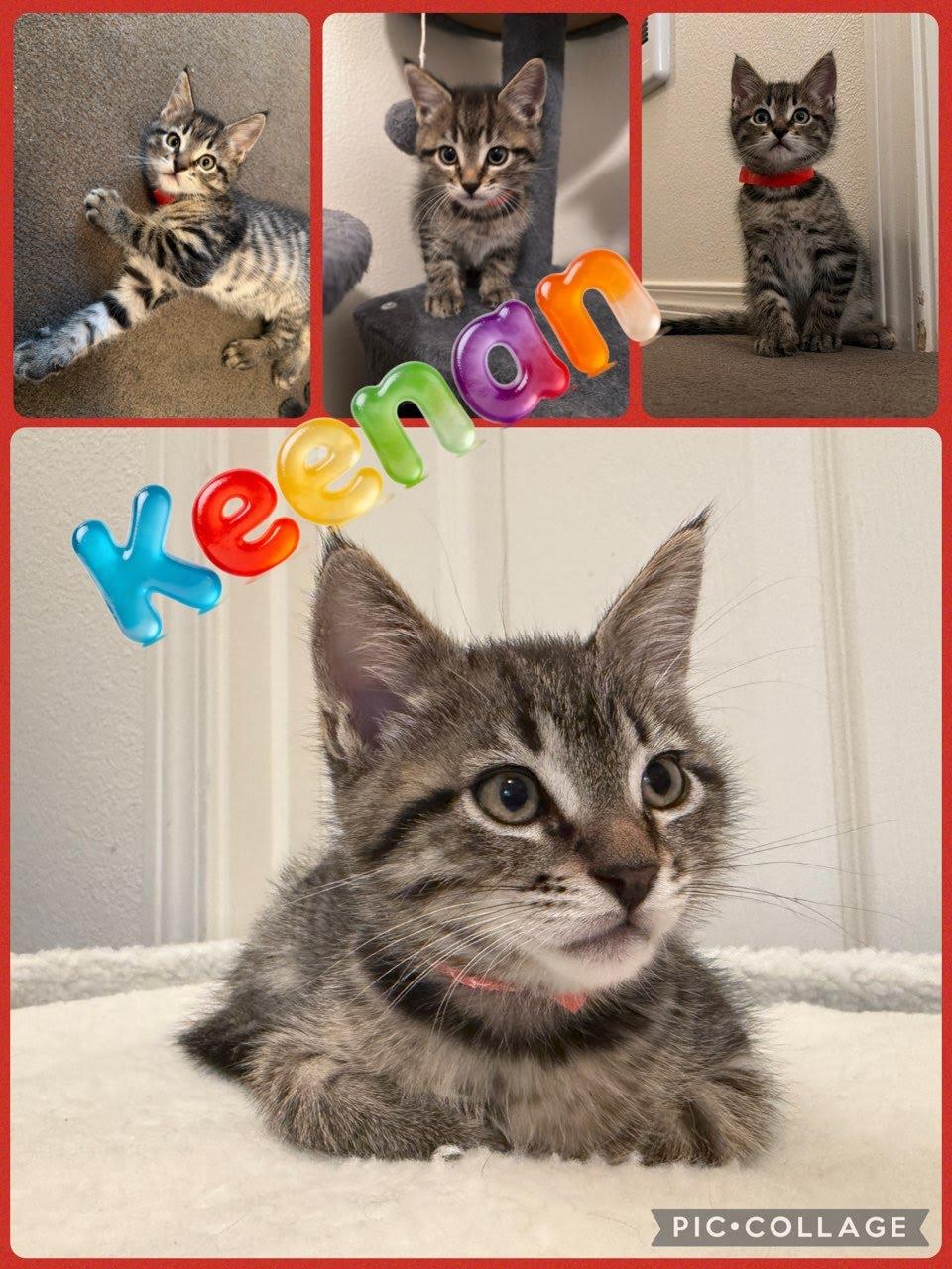 Enlarge Keenan, a Adoptable Domestic Short Hair in Newberg, OR image 1/1