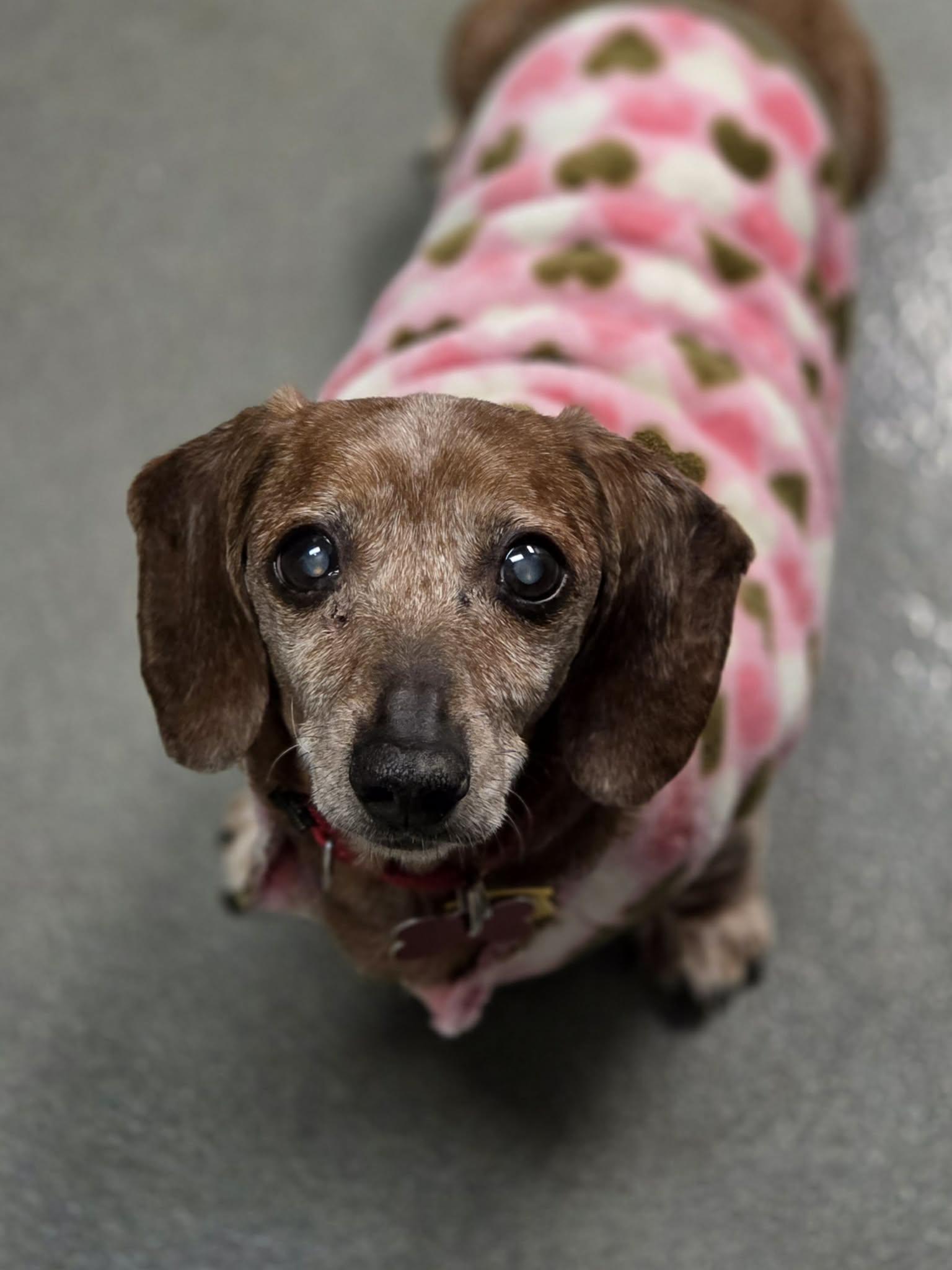 Maya, ADOPTABLE, Senior Female Dachshund.