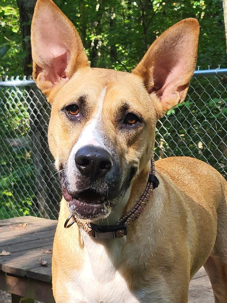 Kite, Adoptable, Young Female Terrier.