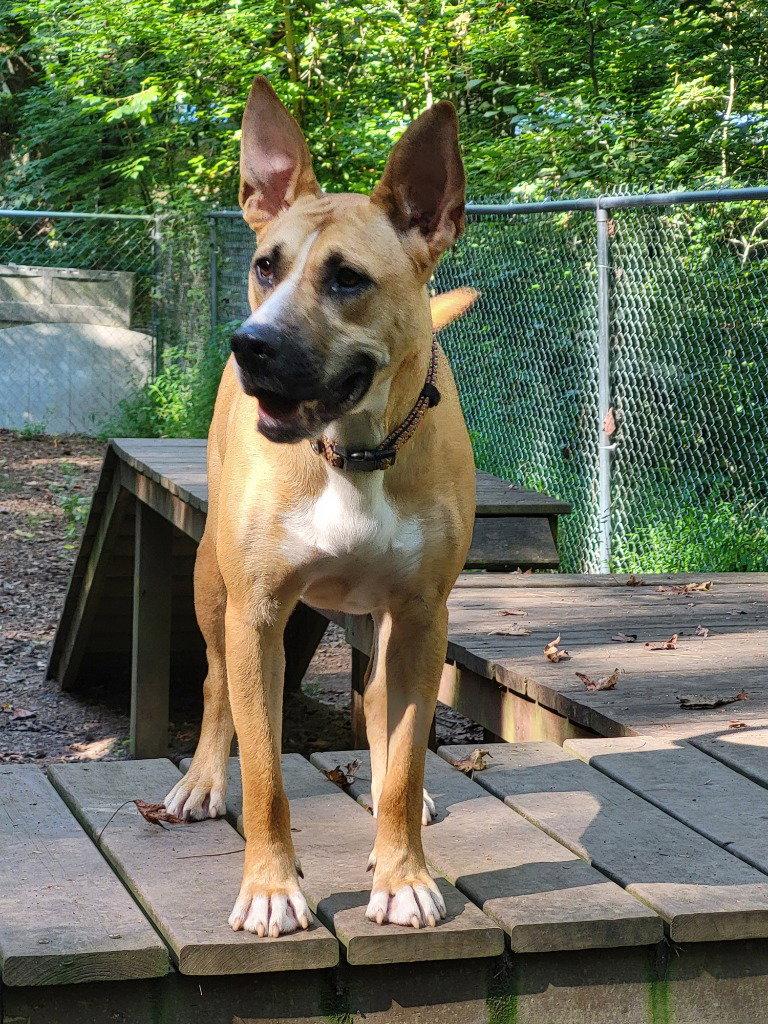Enlarge Kite, a Adoptable Terrier in Ellijay, GA image 2/3