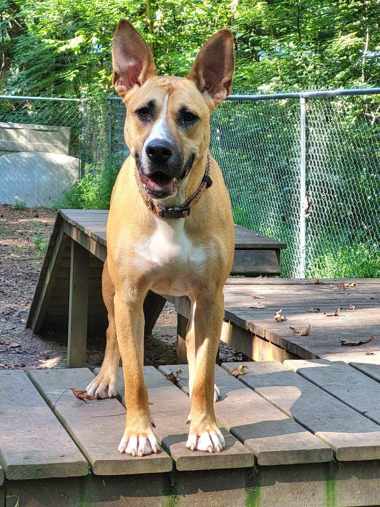 Enlarge Kite, a Adoptable Terrier in Ellijay, GA image 3/3