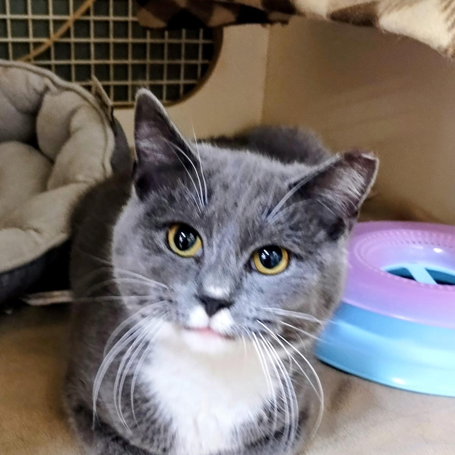 Enlarge Queenie, a ADOPTABLE Domestic Short Hair in Easley, SC image 1/2