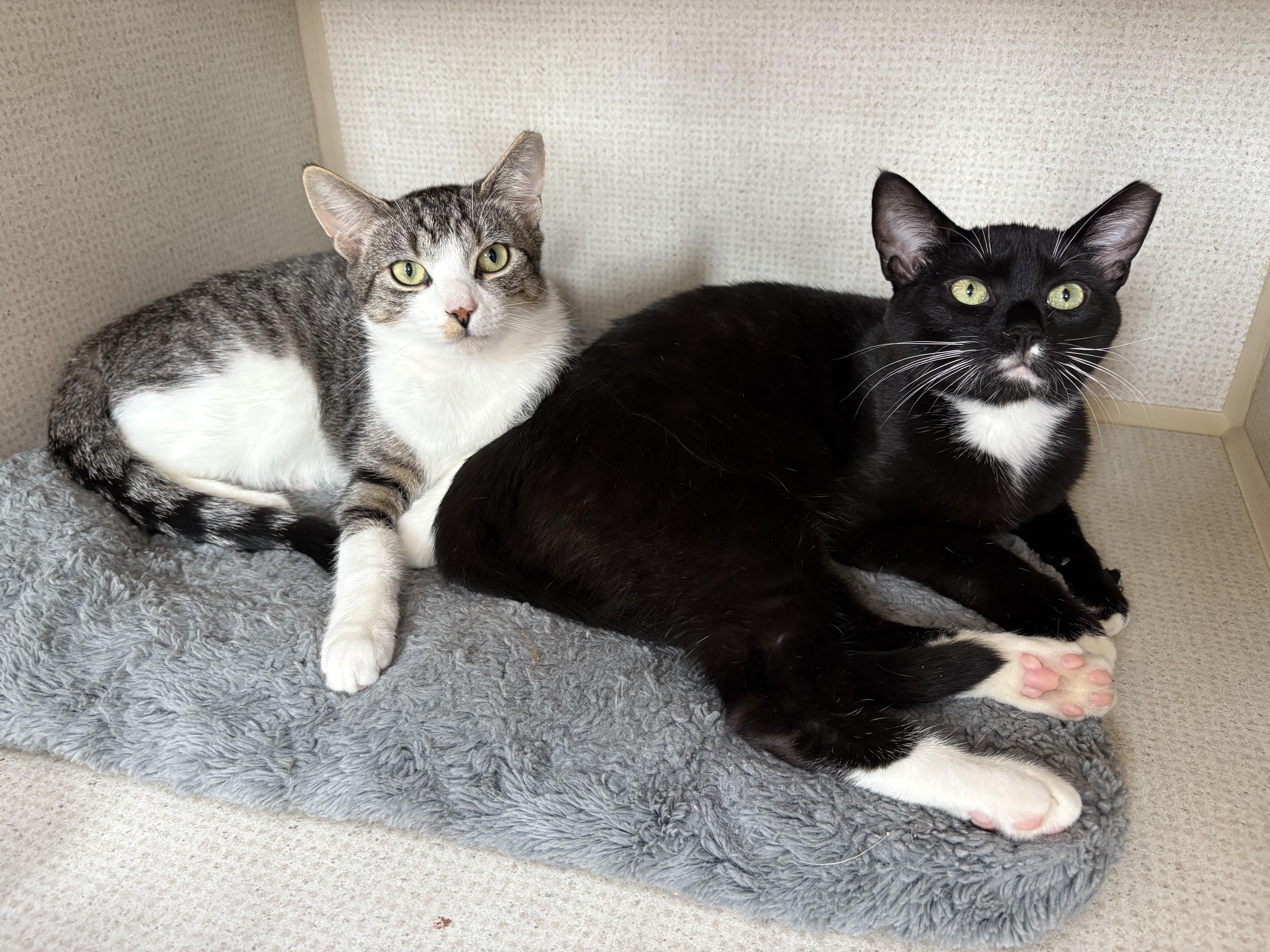 Enlarge ROBERT (& WOODY), a Adoptable Domestic Short Hair in Hamilton, NJ image 3/6
