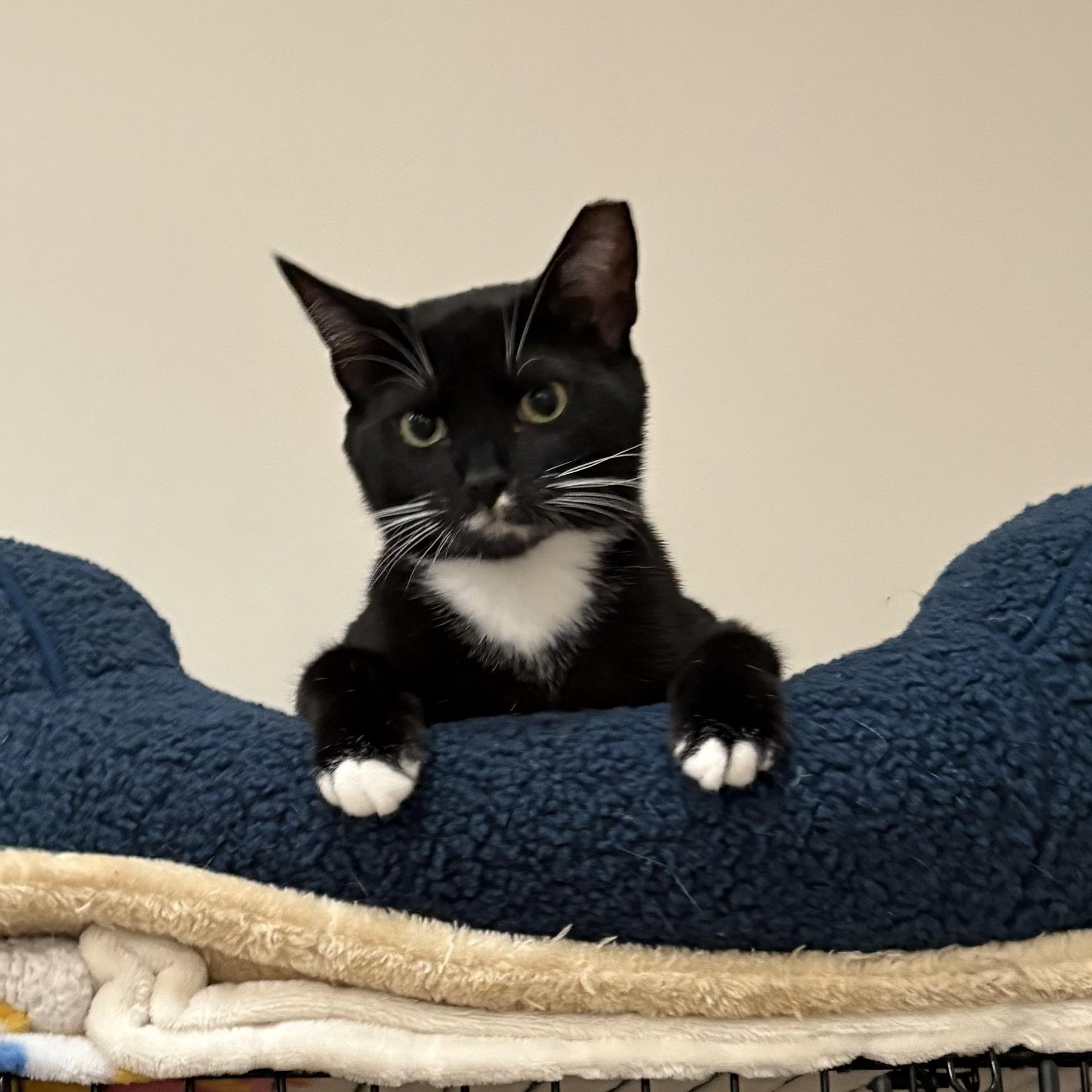 Enlarge ROBERT (& WOODY), a Adoptable Domestic Short Hair in Hamilton, NJ image 5/6