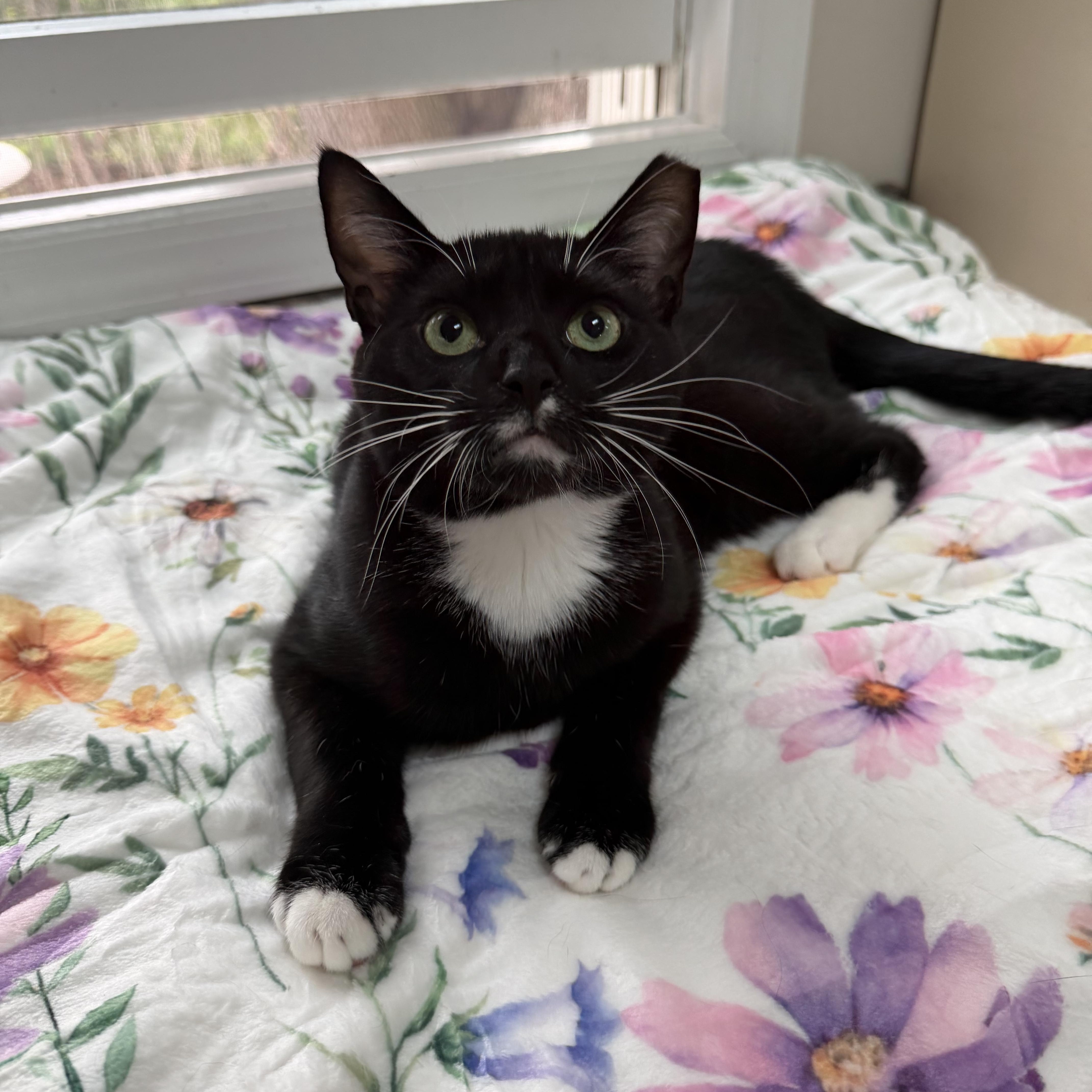 Enlarge ROBERT (& WOODY), a Adoptable Domestic Short Hair in Hamilton, NJ image 1/6