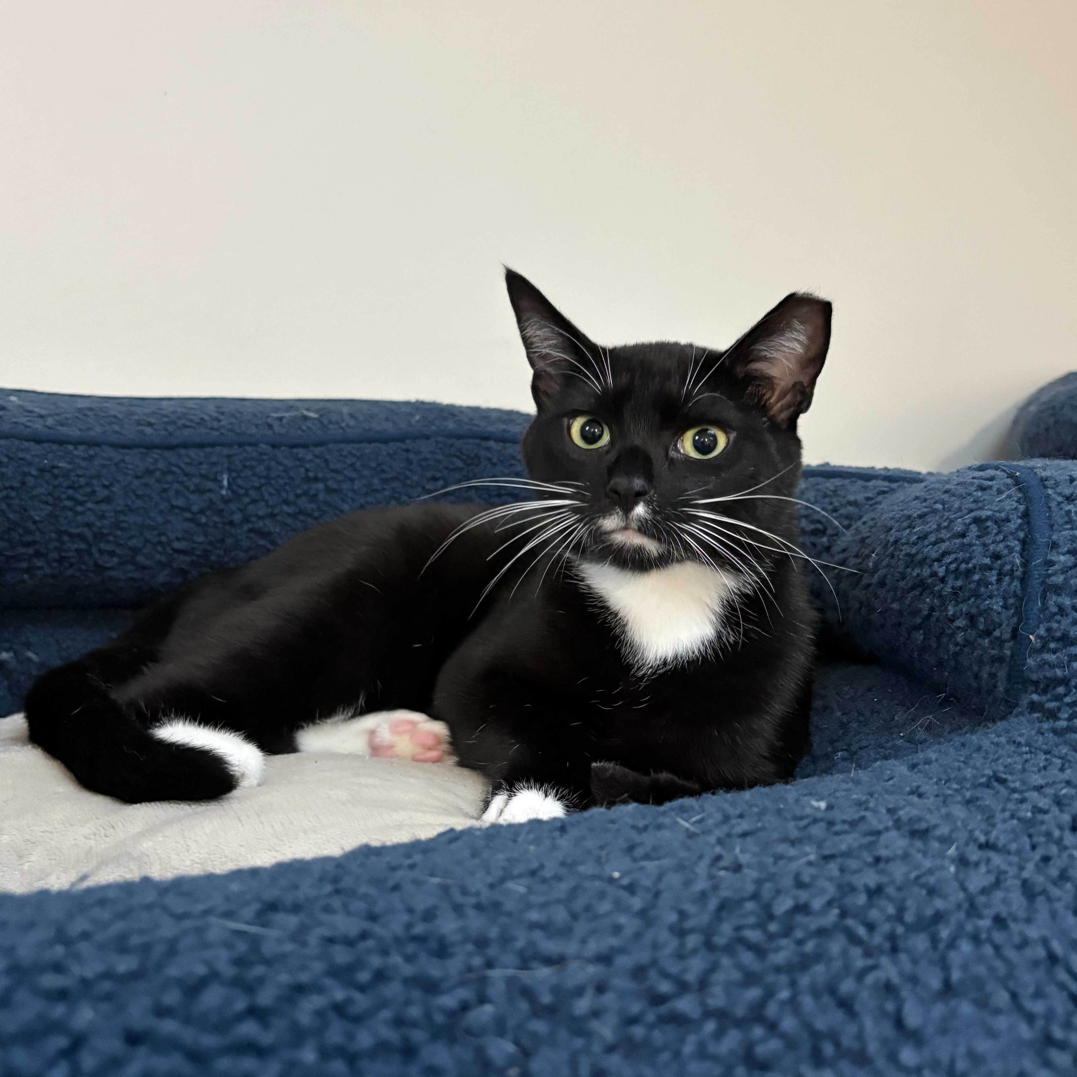 Enlarge ROBERT (& WOODY), a Adoptable Domestic Short Hair in Hamilton, NJ image 2/6