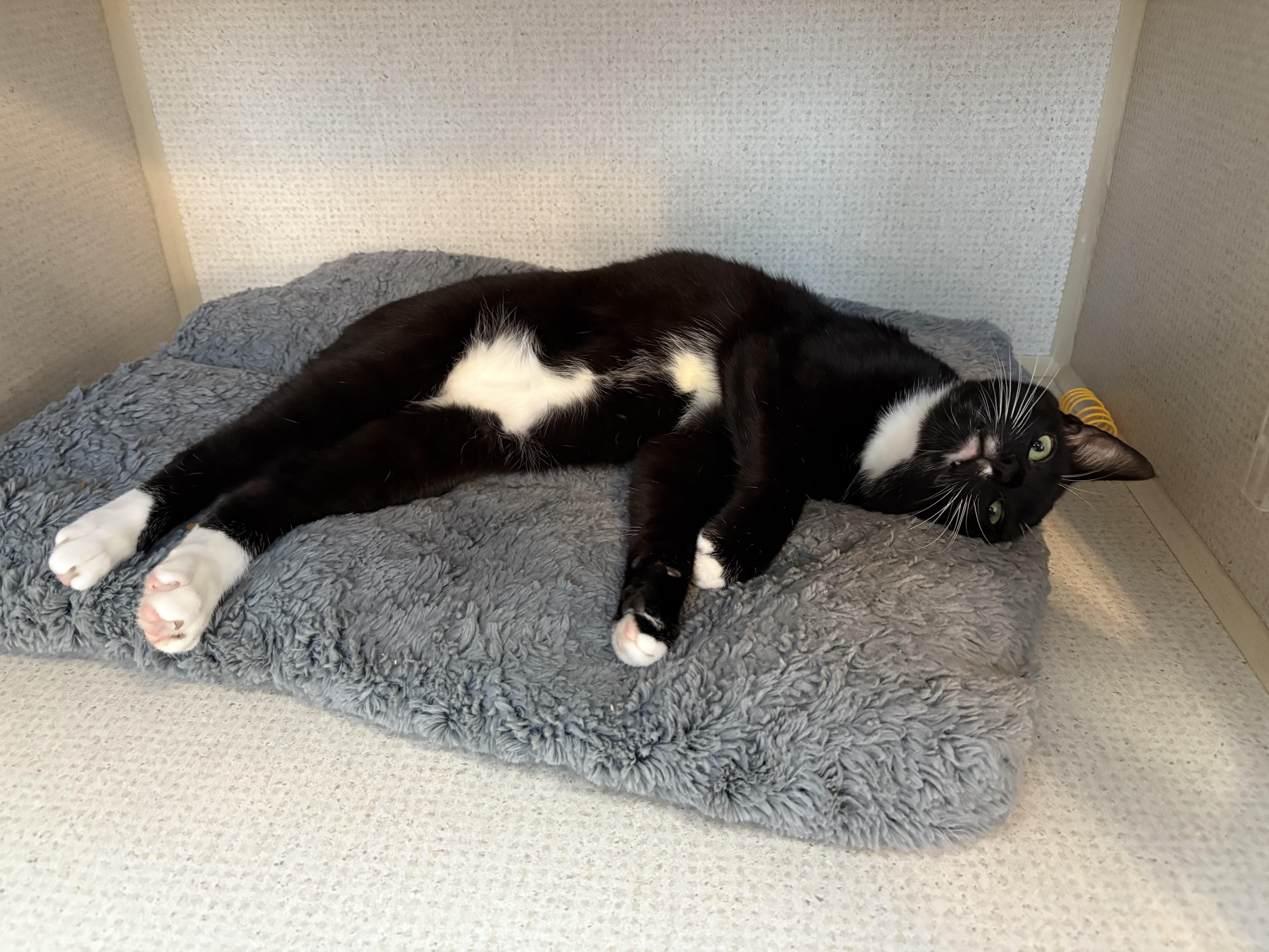 Enlarge ROBERT (& WOODY), a Adoptable Domestic Short Hair in Hamilton, NJ image 6/6