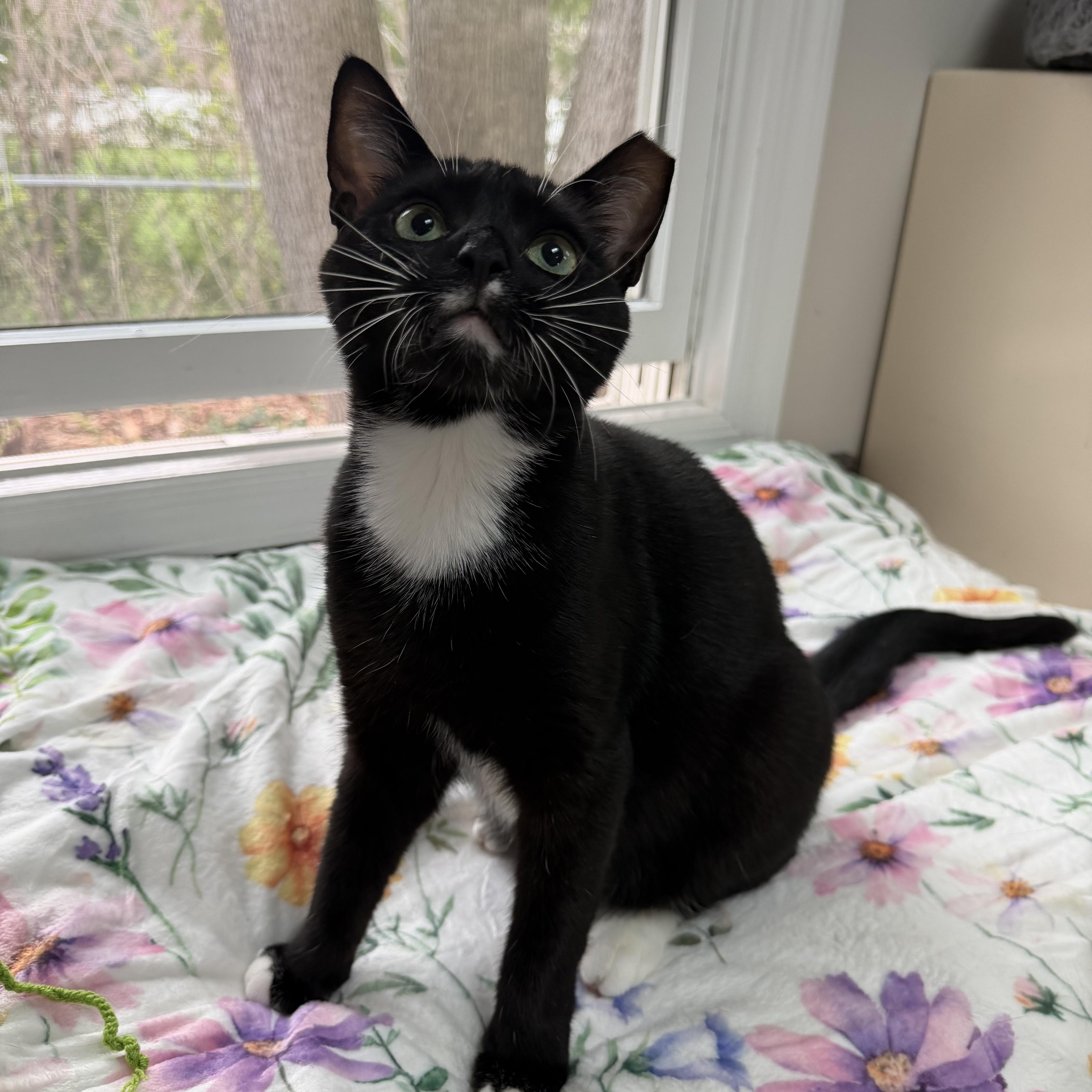 Enlarge ROBERT (& WOODY), a Adoptable Domestic Short Hair in Hamilton, NJ image 4/6