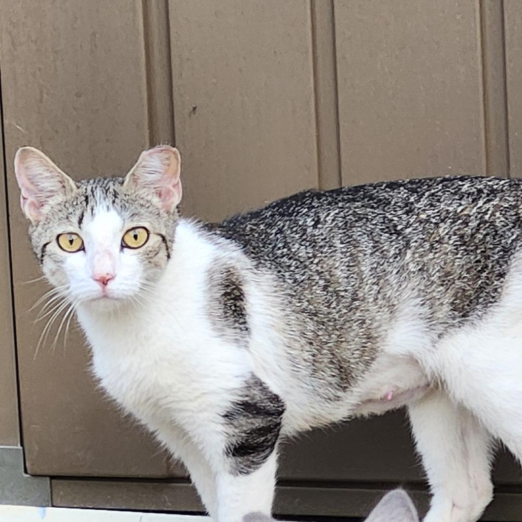 Enlarge Mama Fido, a Adoptable Domestic Short Hair in Simpsonville, SC image 1/1