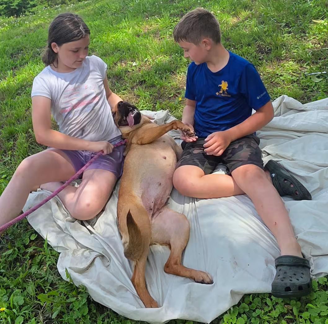 Ruby, a ADOPTABLE mixed breed in Watertown, CT image 4/5
