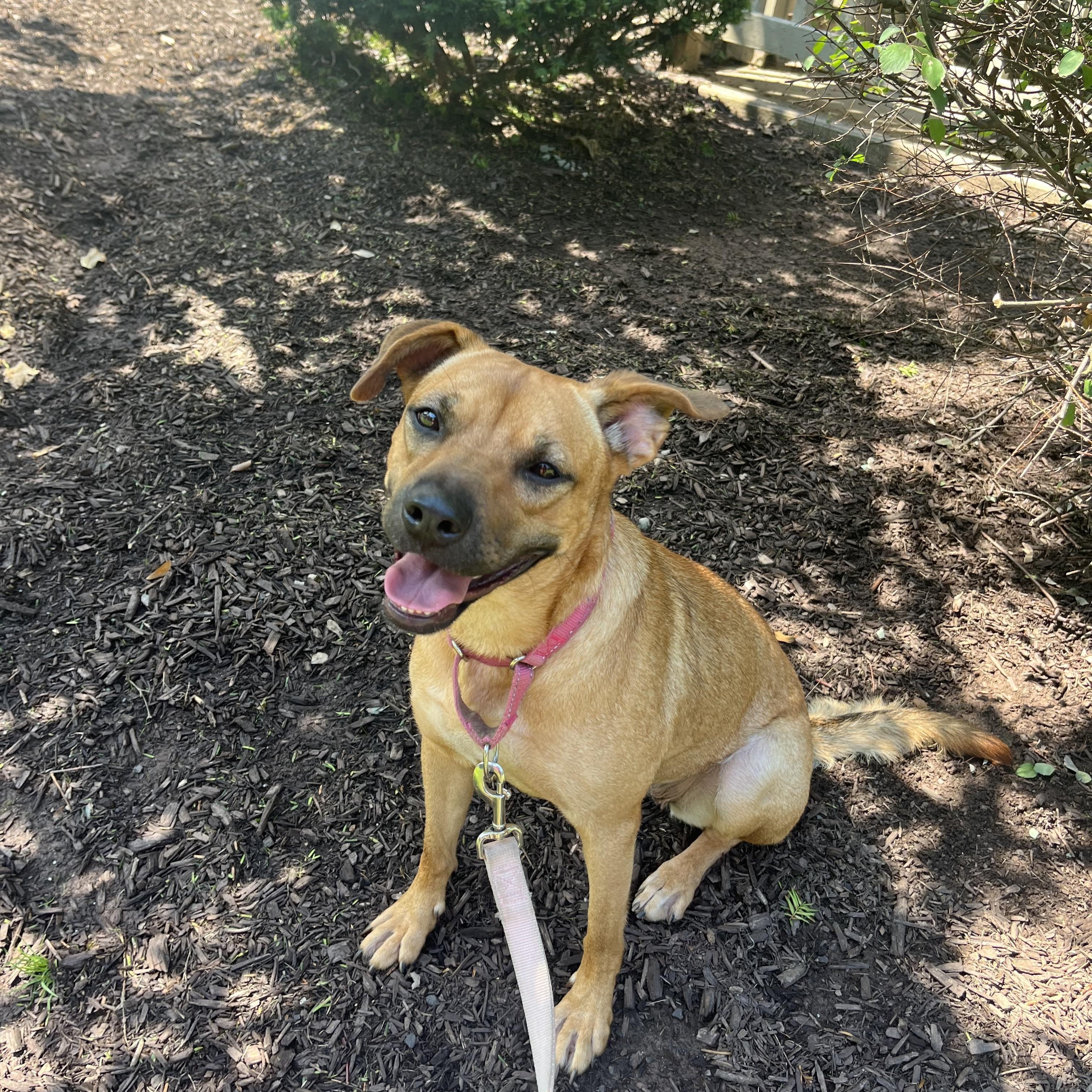 Ruby, ADOPTABLE, Adult Female Boxer & Labrador Retriever.