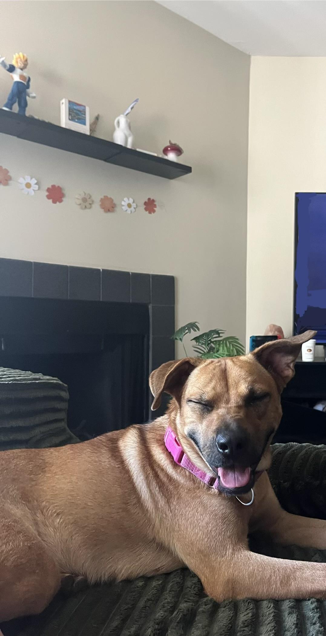 Ruby, a ADOPTABLE mixed breed in Watertown, CT image 5/5