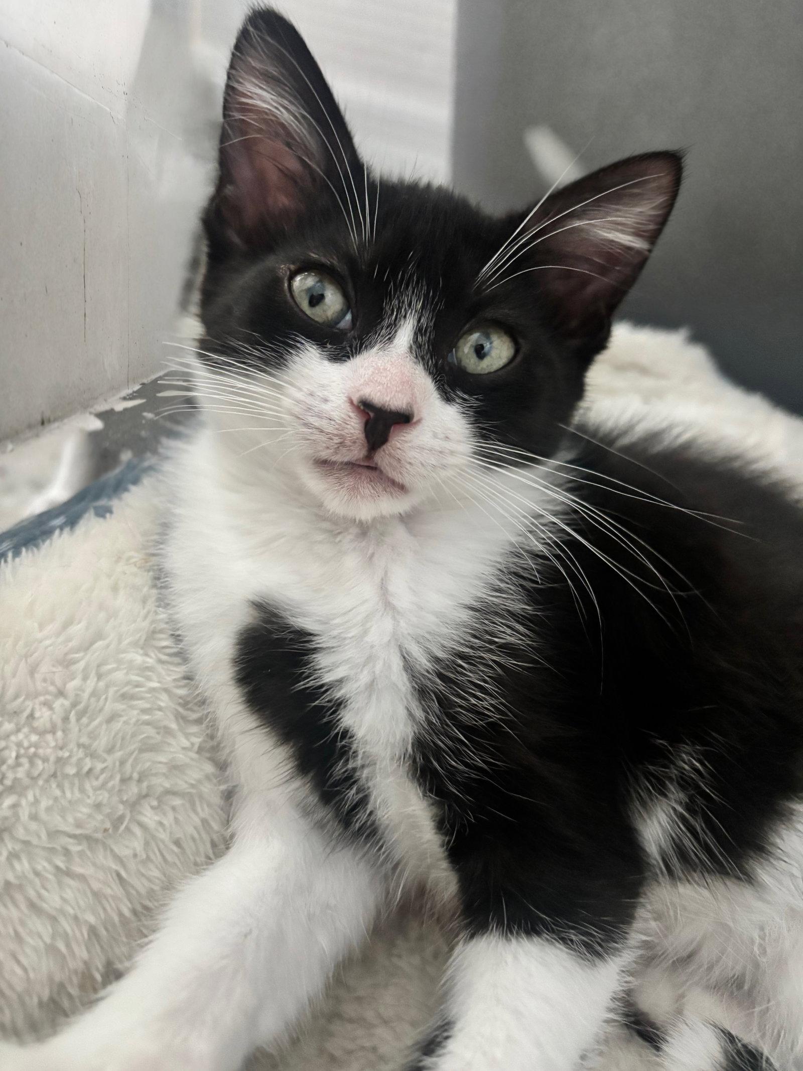 Swift, Adopted, Kitten Female Tuxedo.