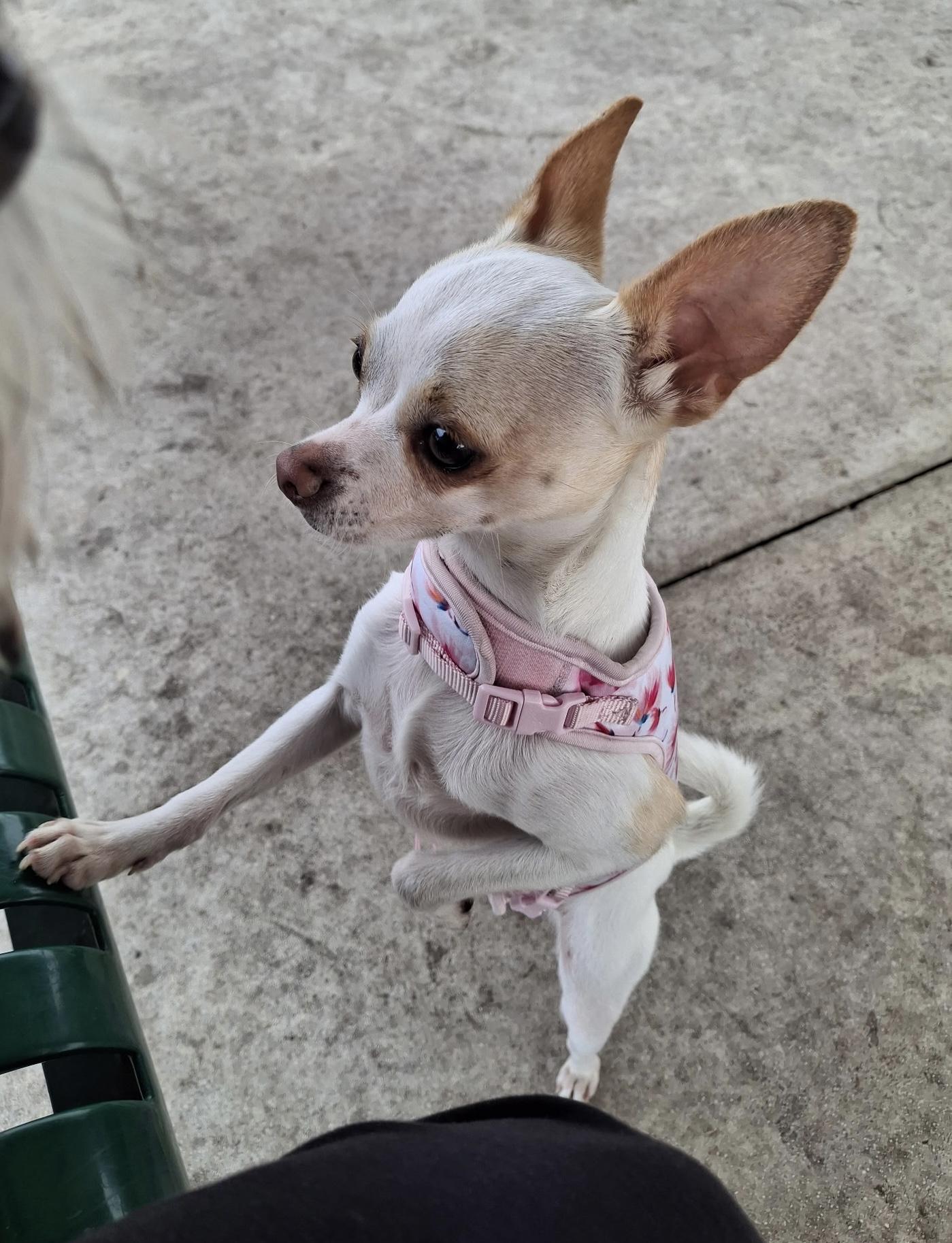 Enlarge Ginger, a Adopted mixed breed in Palm Harbor, FL image 2/4