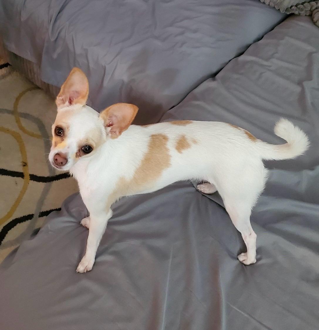 Enlarge Ginger, a Adopted mixed breed in Palm Harbor, FL image 3/4