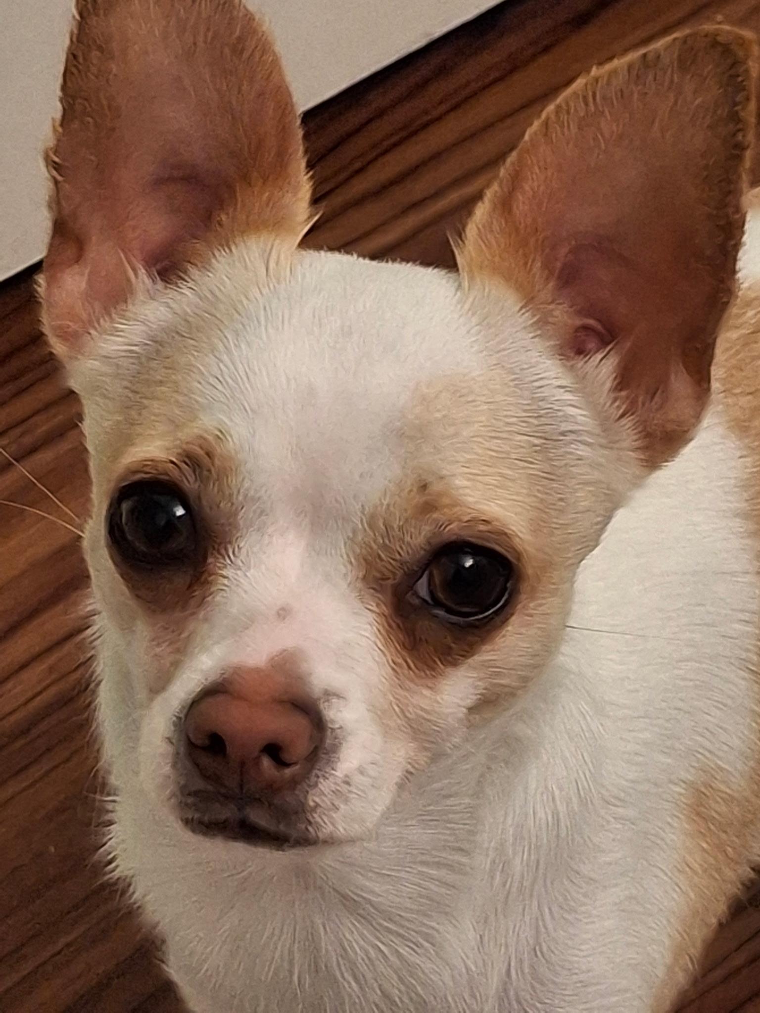 Enlarge Ginger, a Adopted mixed breed in Palm Harbor, FL image 1/4