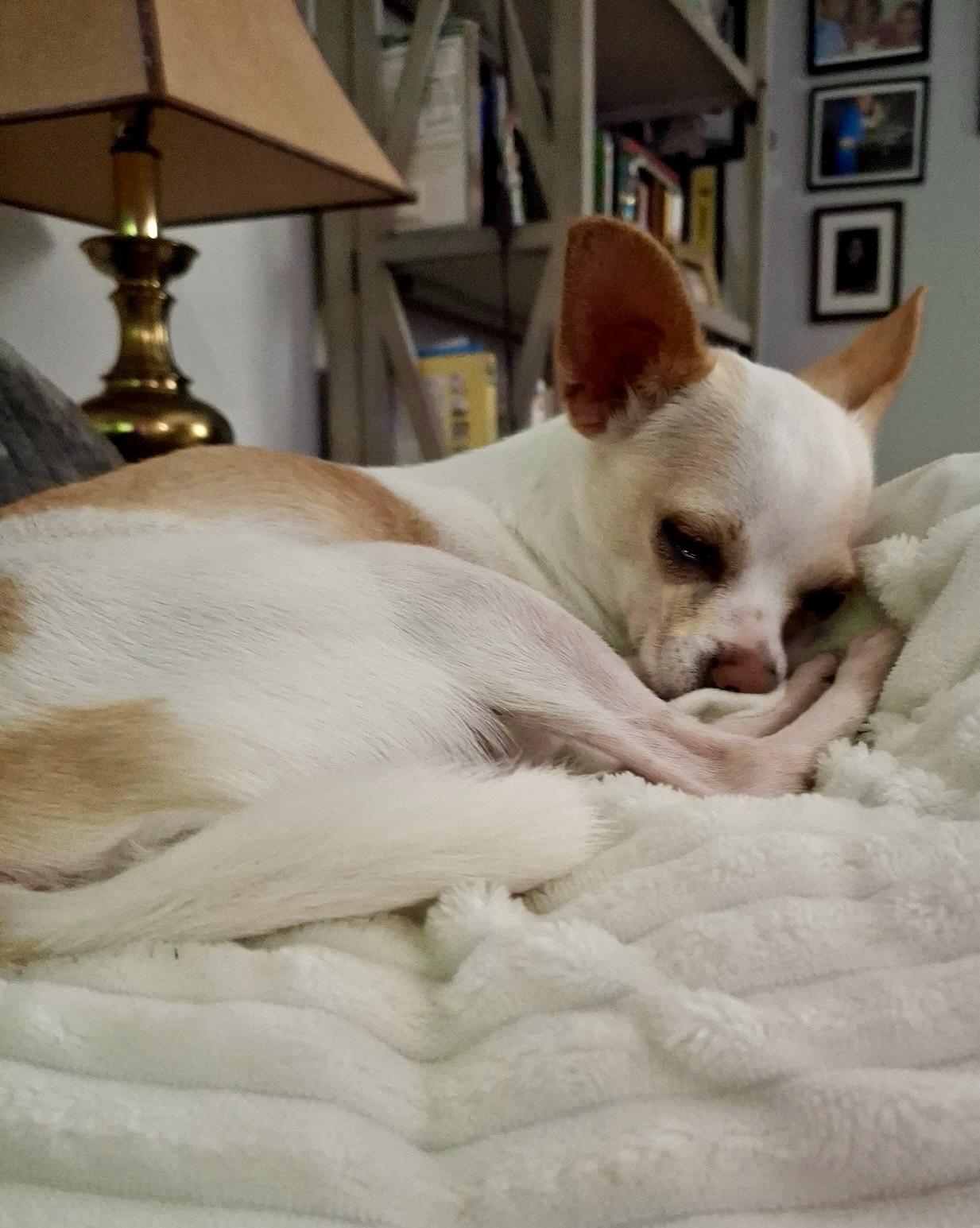 Enlarge Ginger, a Adopted mixed breed in Palm Harbor, FL image 4/4