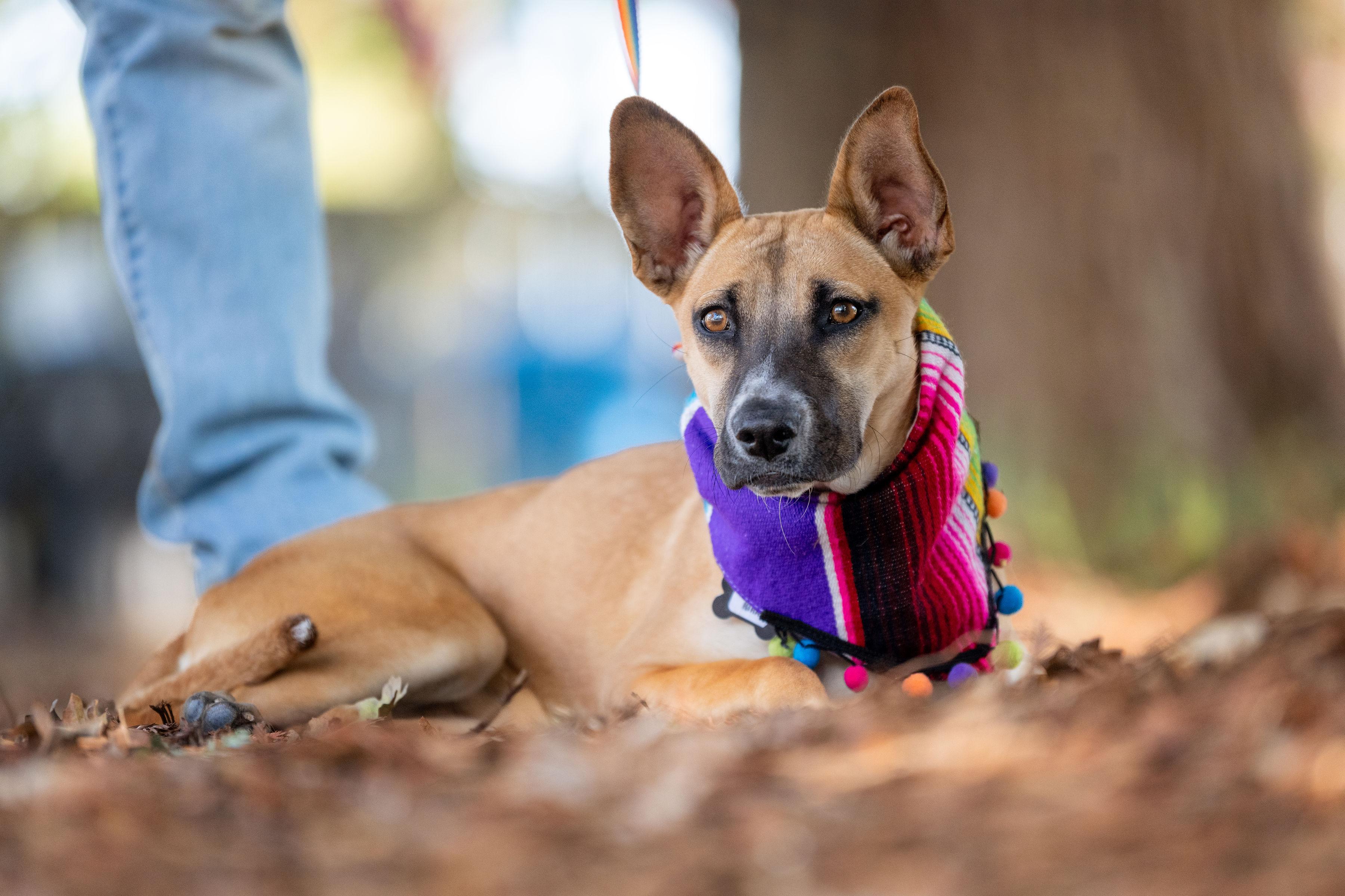 Kira, a ADOPTABLE mixed breed in Santa Rosa, CA image 2/3