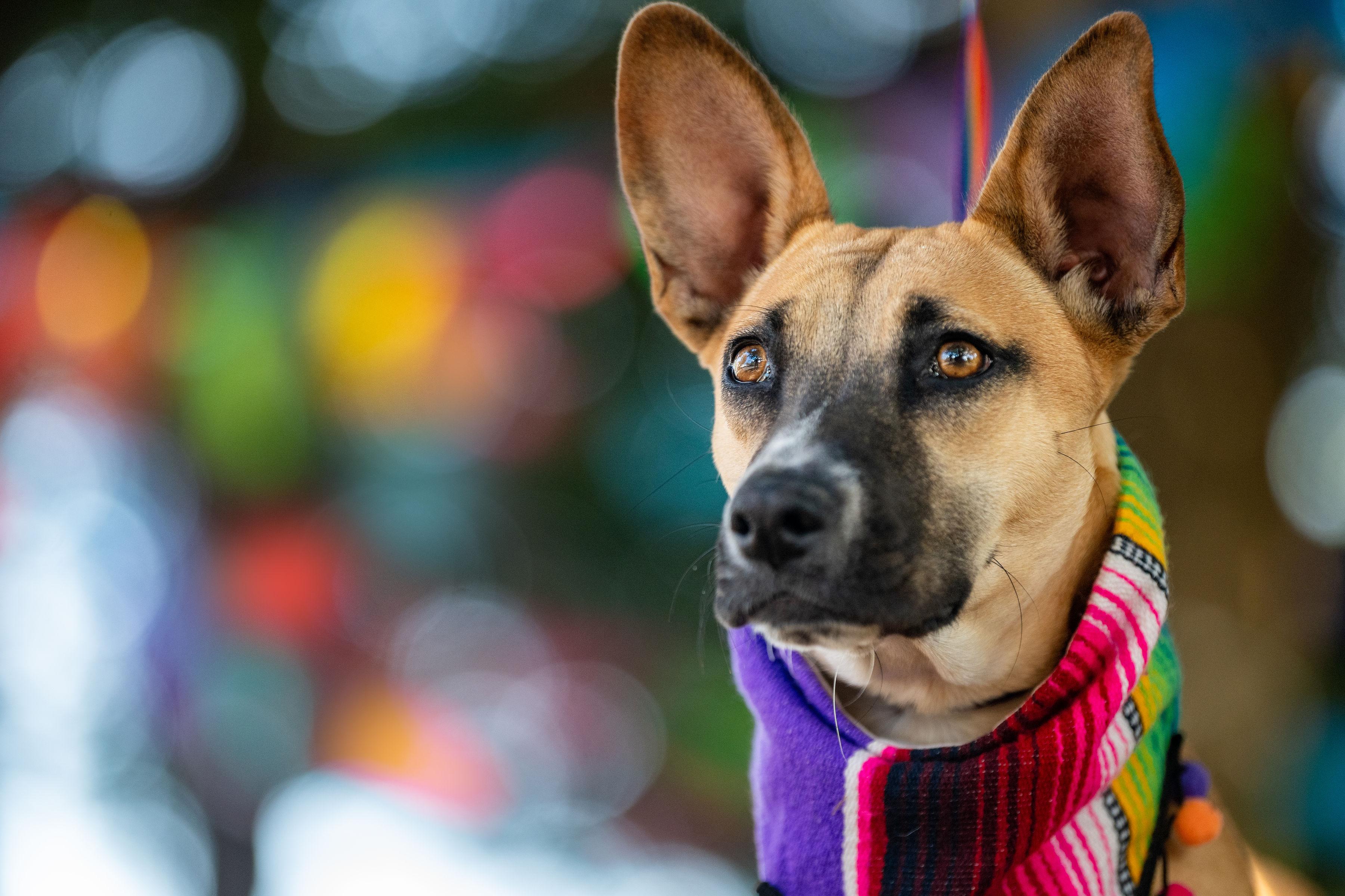 Kira, ADOPTABLE, Young Female Terrier.