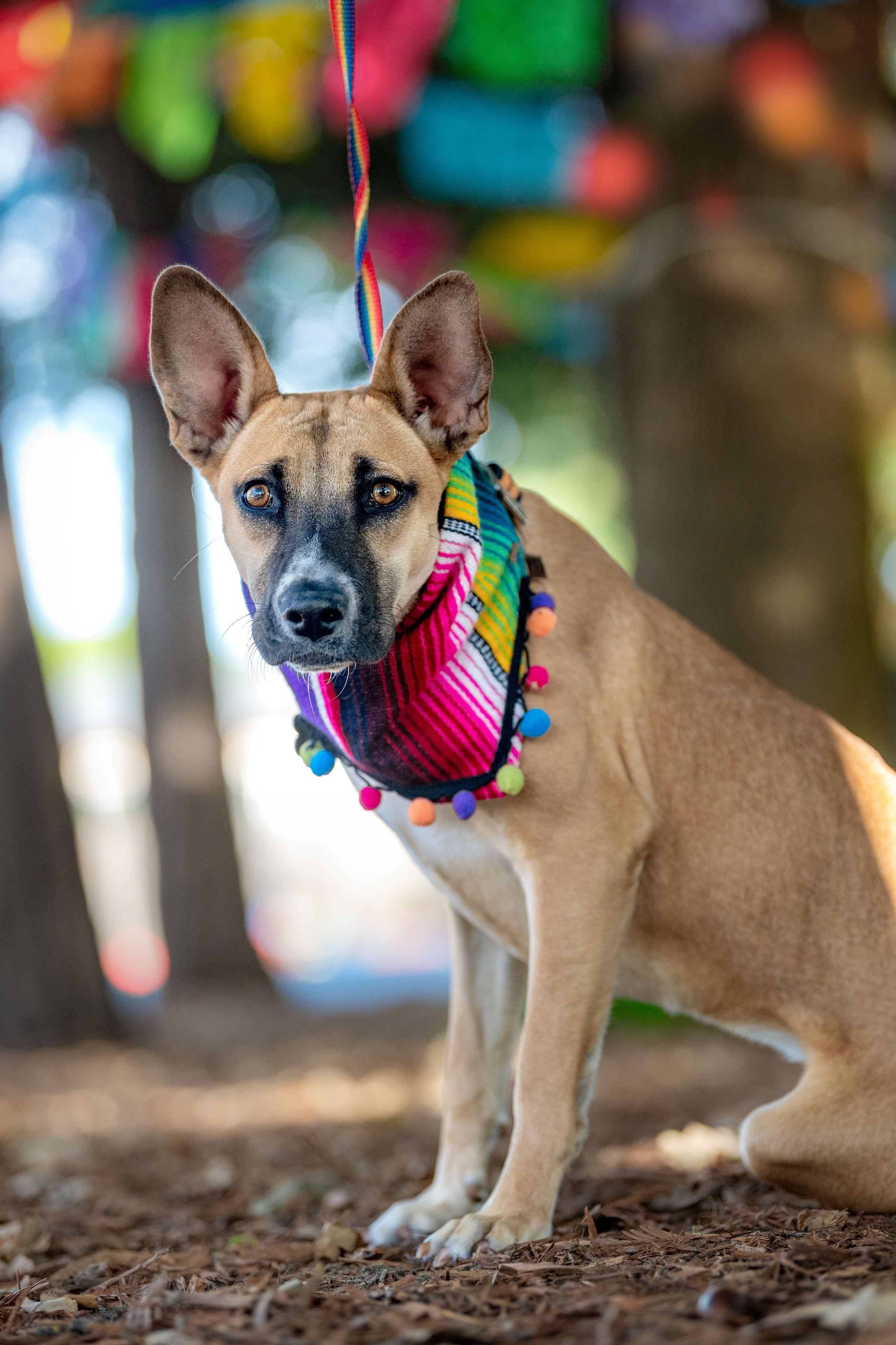 Kira, a ADOPTABLE mixed breed in Santa Rosa, CA image 3/3