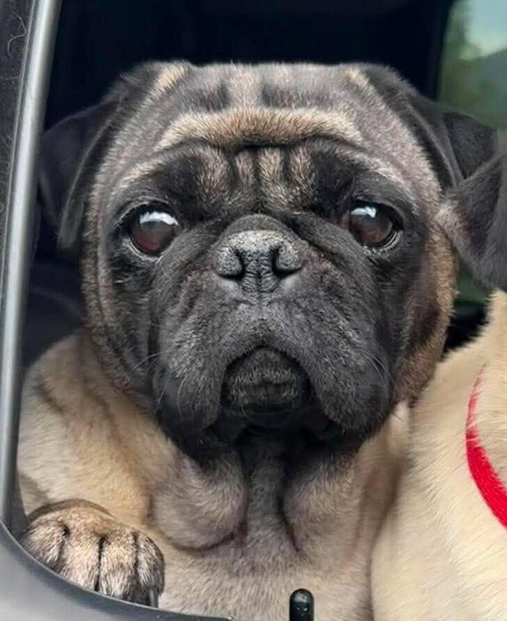 Wendy, a Adoptable Pug in Eagle, ID image 1/4