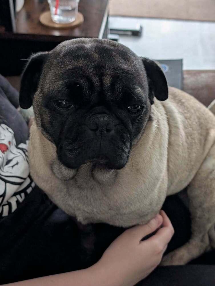 Wendy, a Adoptable Pug in Eagle, ID image 2/4