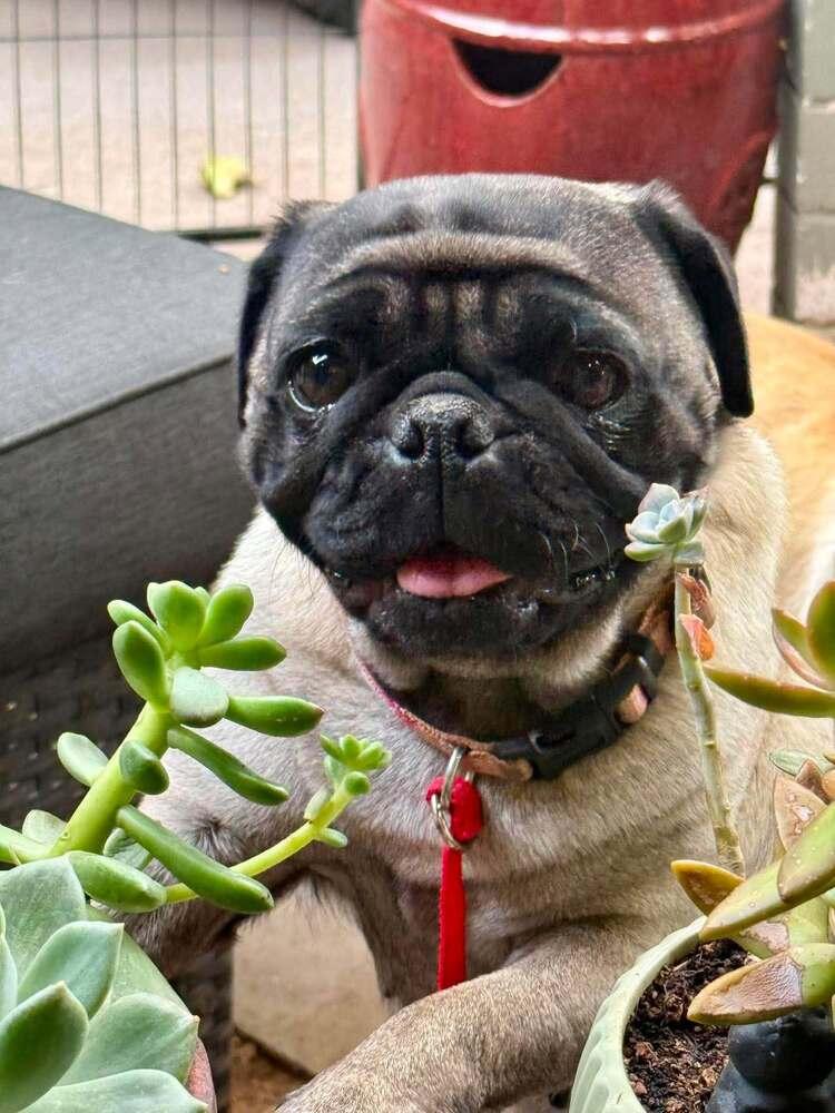 Wendy, a Adoptable Pug in Eagle, ID image 4/4