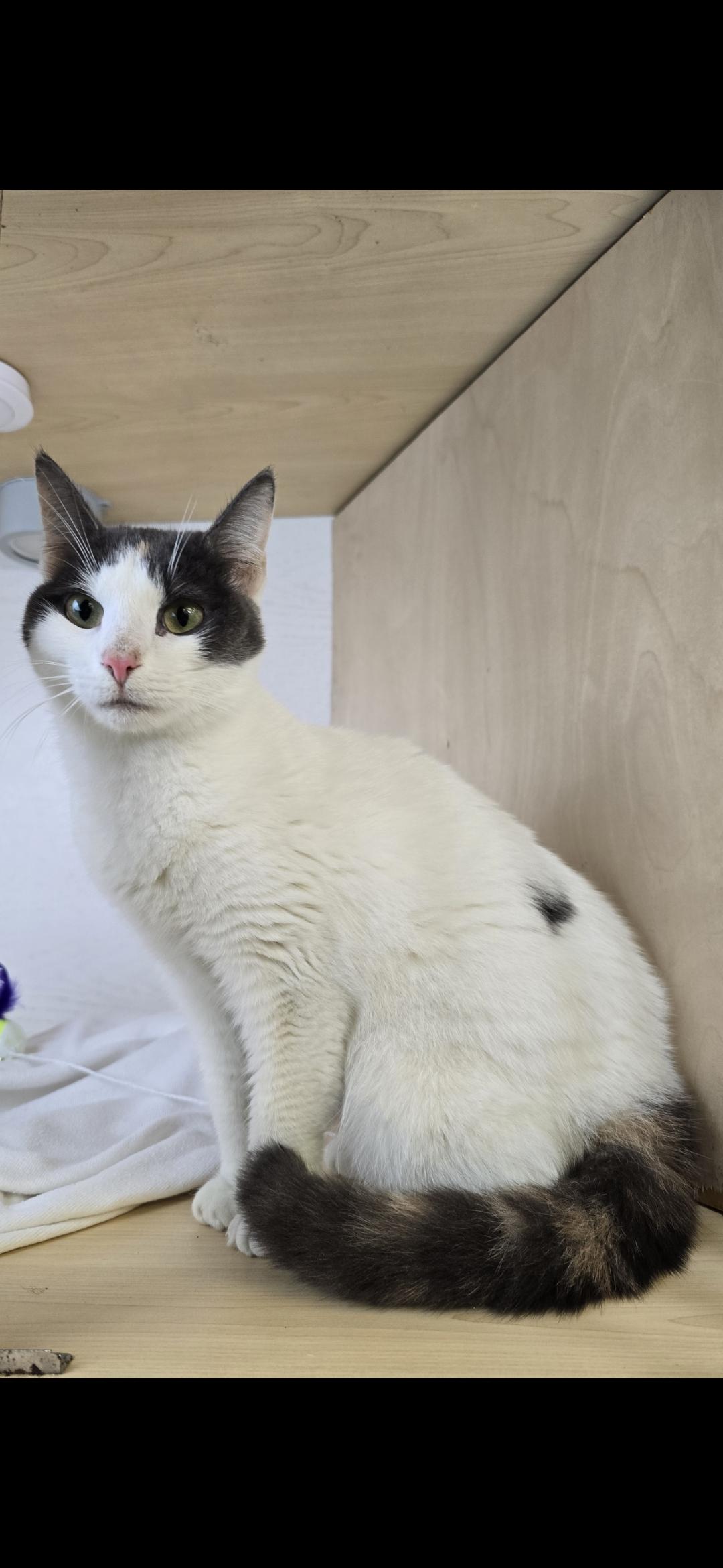 Moon Beam thumbnail 2