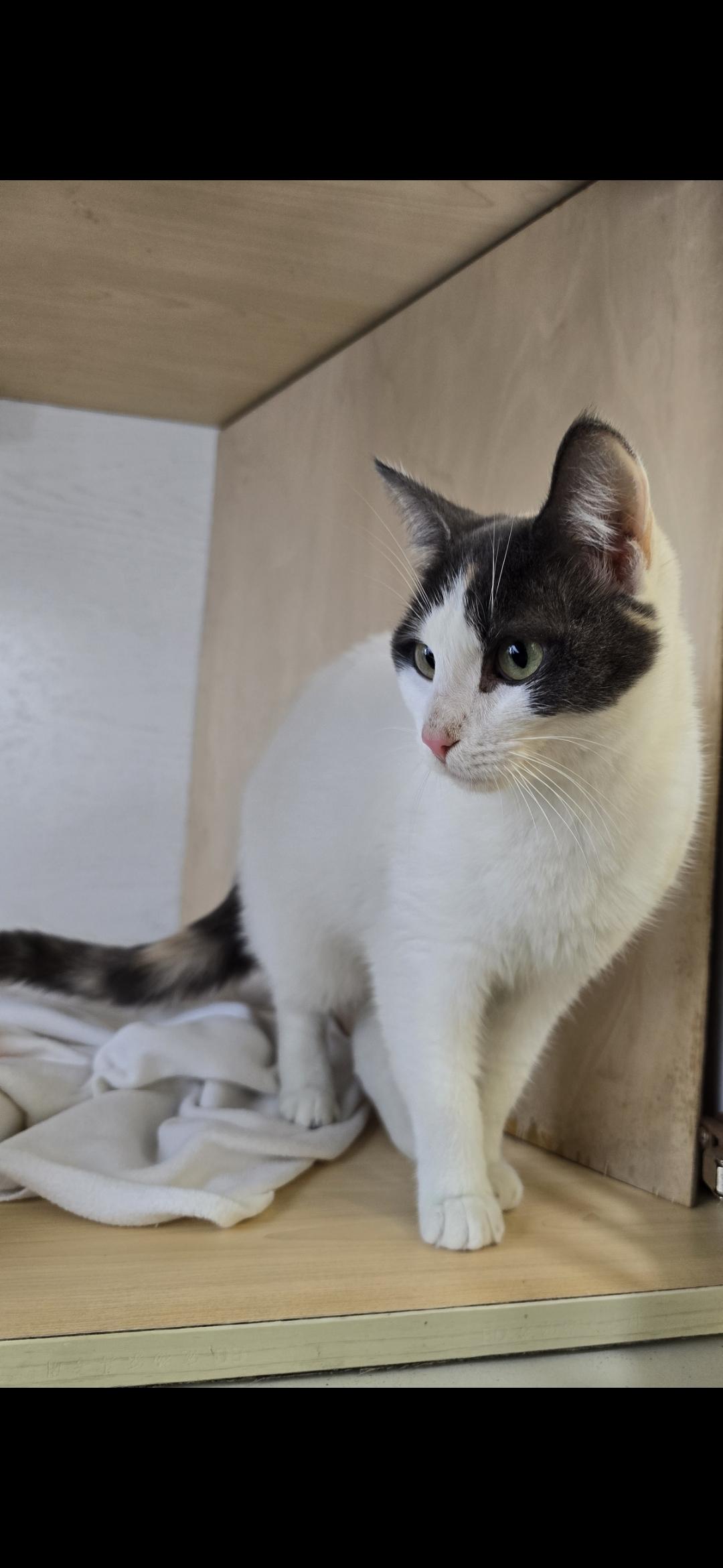 Moon Beam thumbnail 3