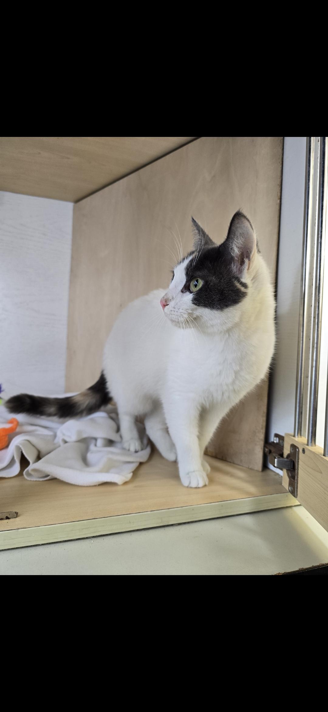 Moon Beam thumbnail 4