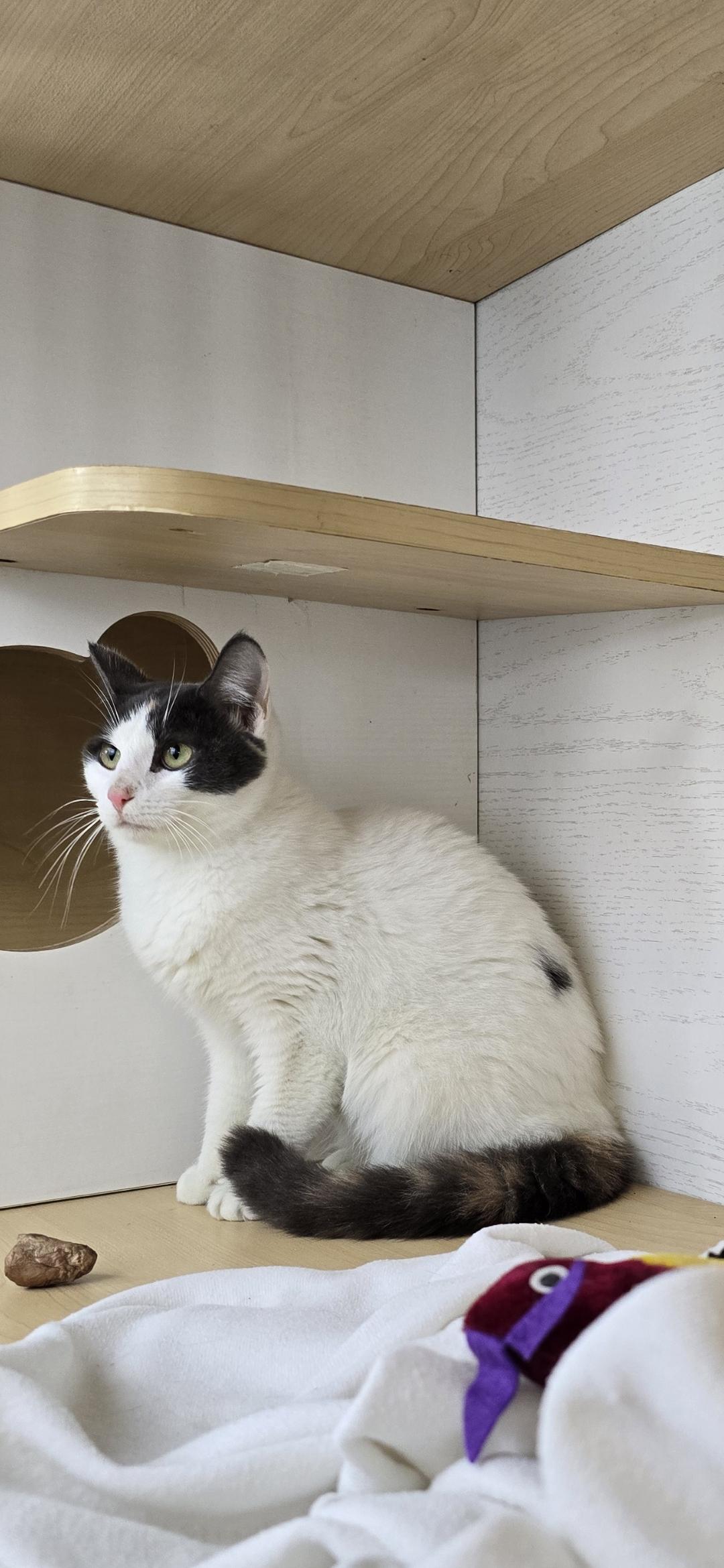 Moon Beam thumbnail 5